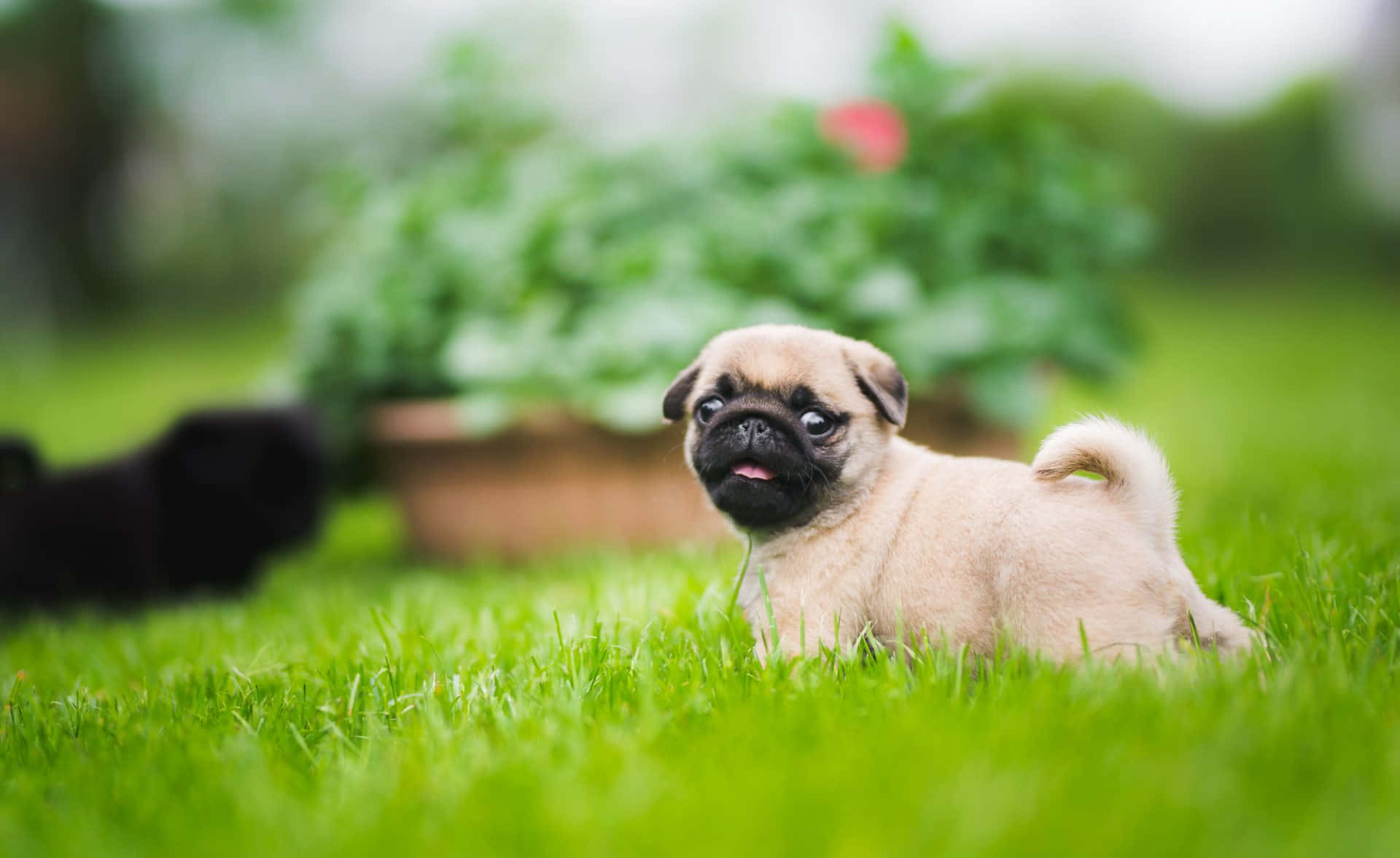 Pug Dog, green garden, fawn pug puppy, Full HD Desktop Wallpaper