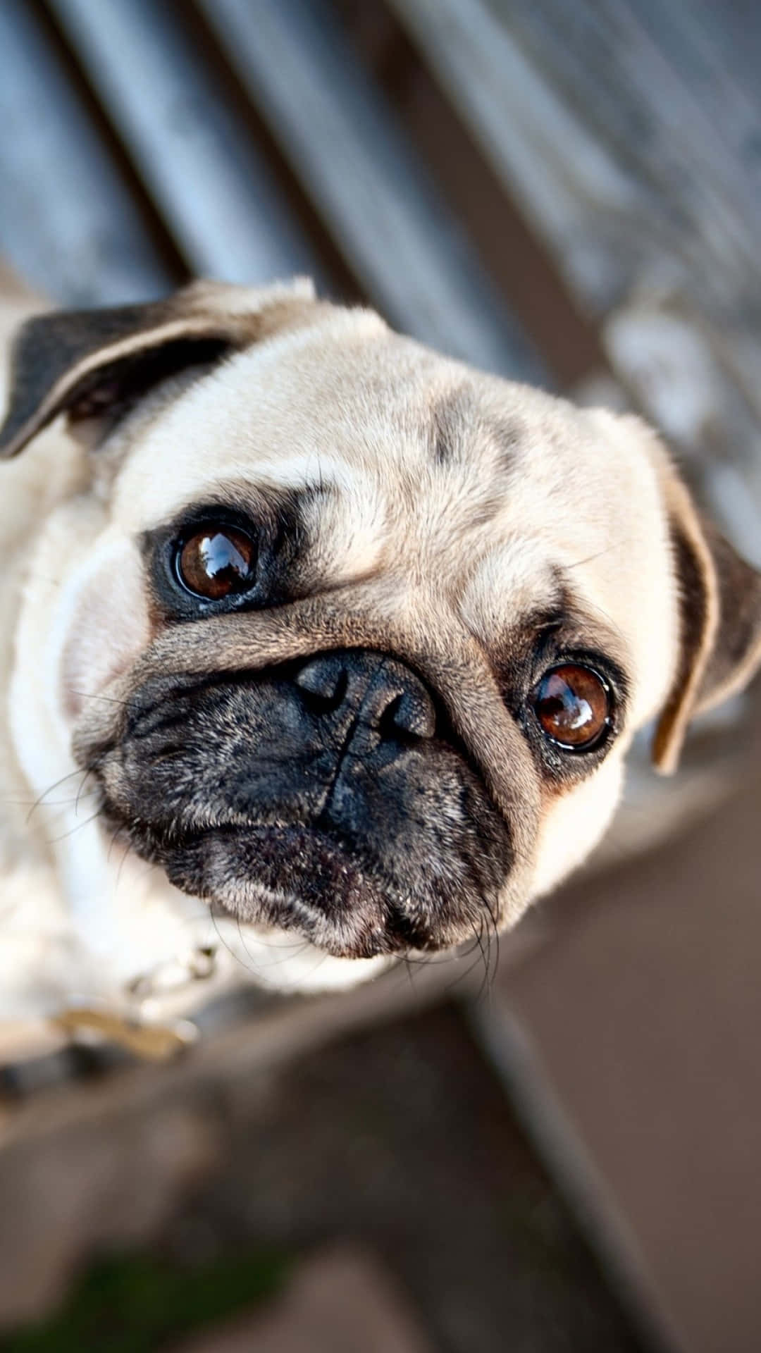 pug, big soulful eyes, low angle, Full HD Phone Wallpaper