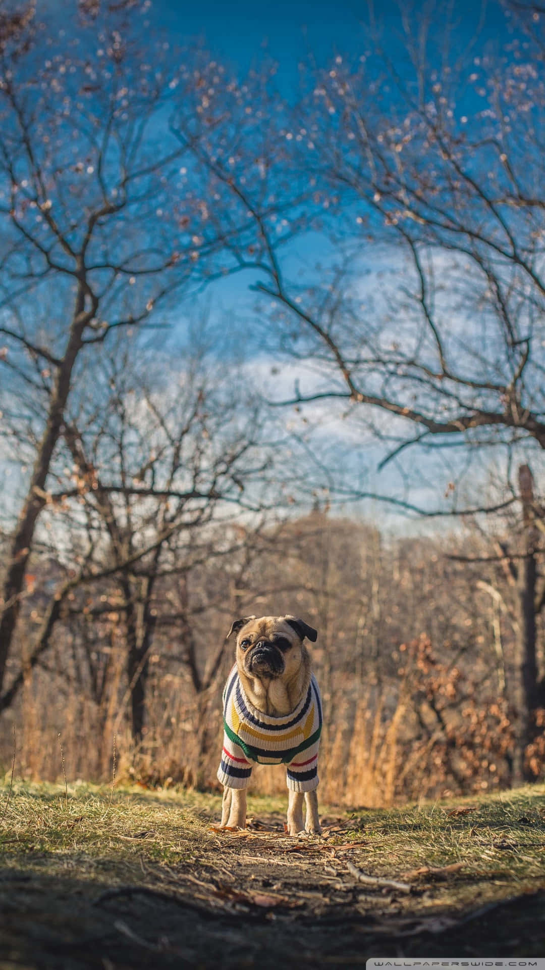 pug, colorful striped sweater, grass, Full HD Phone Wallpaper