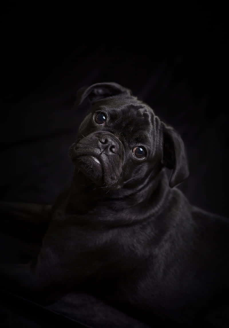 black pug, pug puppy, wide curious eyes, SD Phone Wallpaper