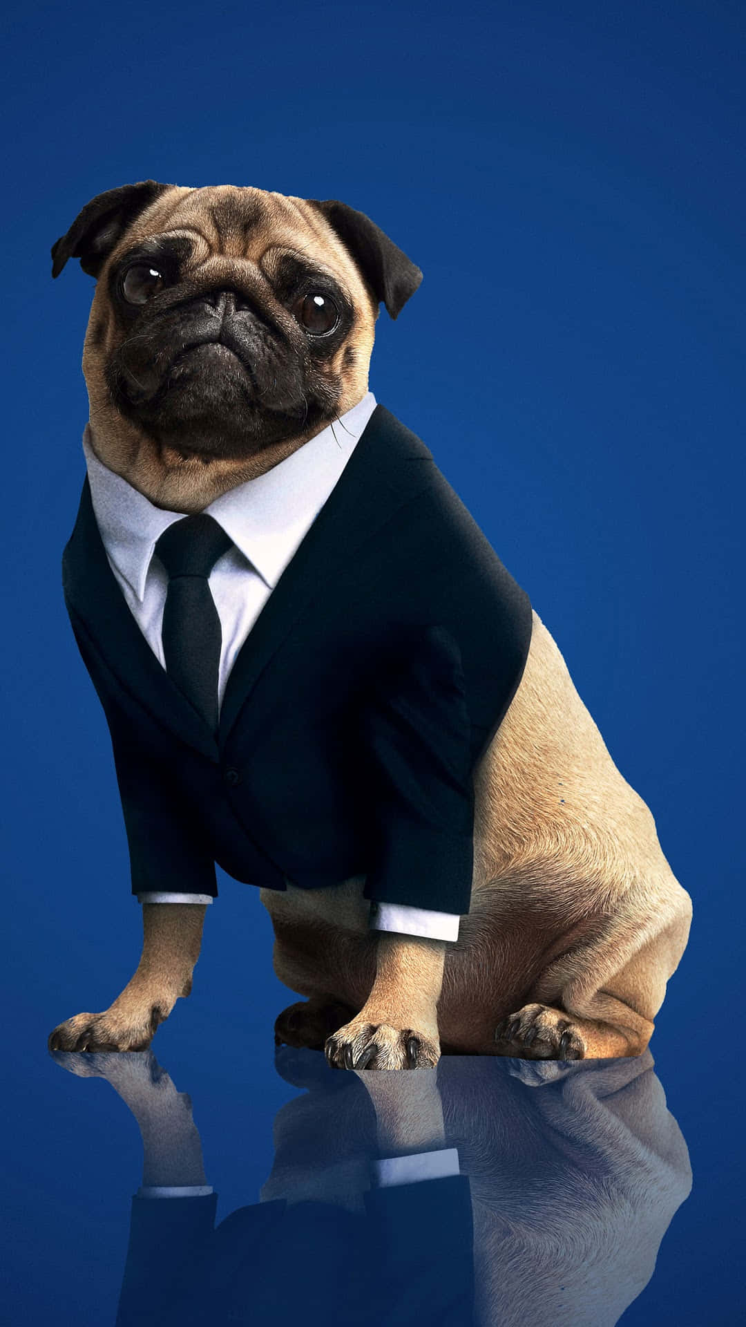 pug, black suit, tie, Full HD Phone Wallpaper