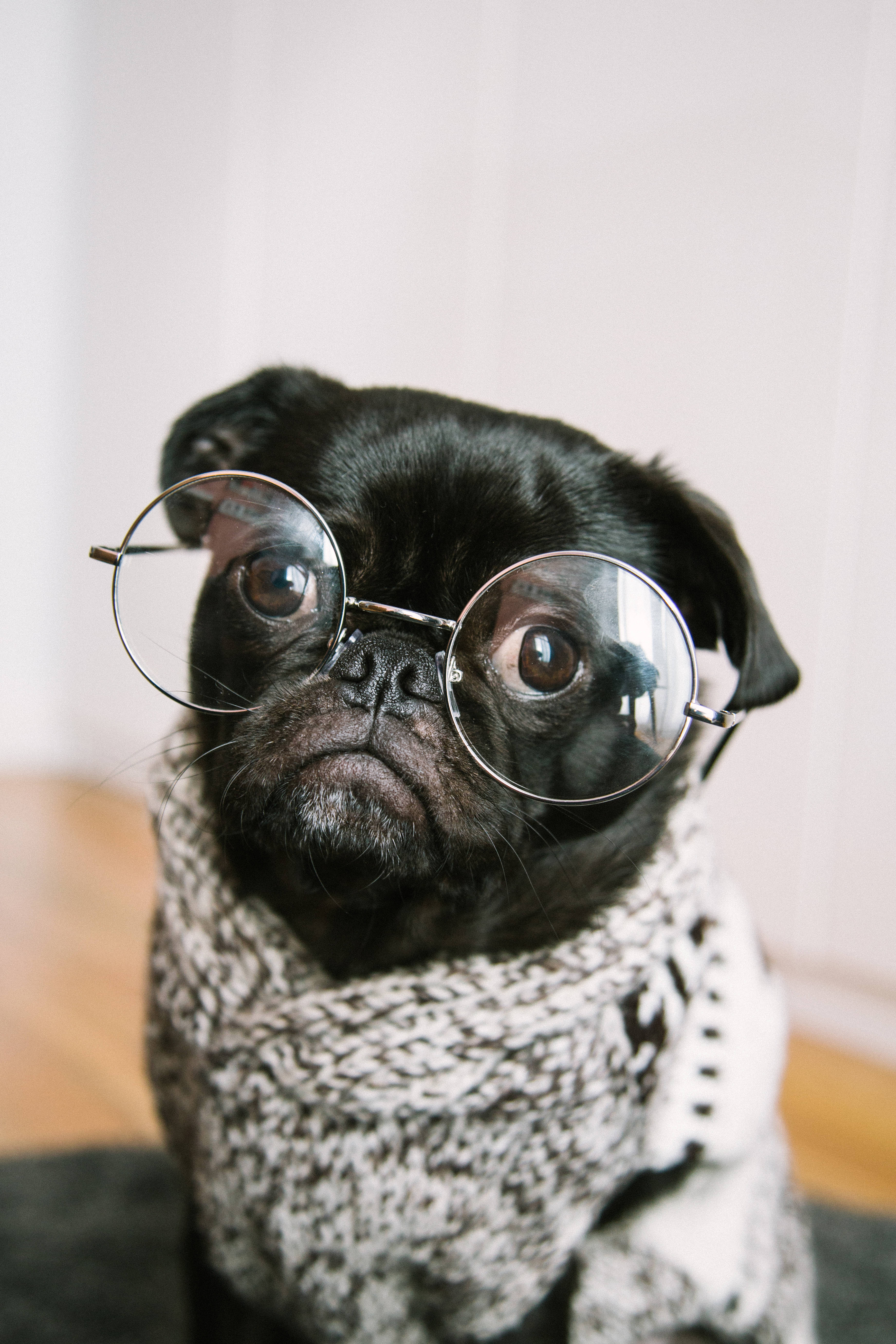 pug, round glasses, knitted scarf, 5K Phone Wallpaper