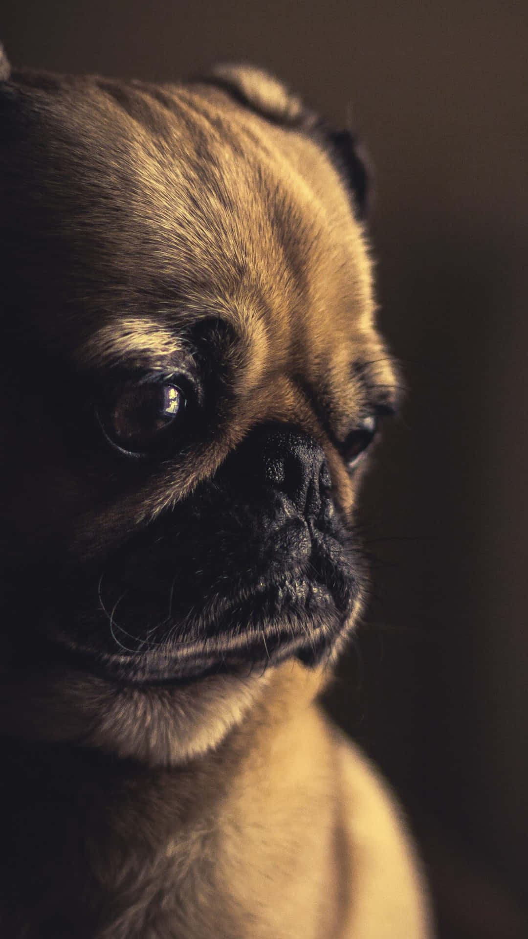 fawn pug, soulful eyes, dark blurred background, Full HD Phone Wallpaper