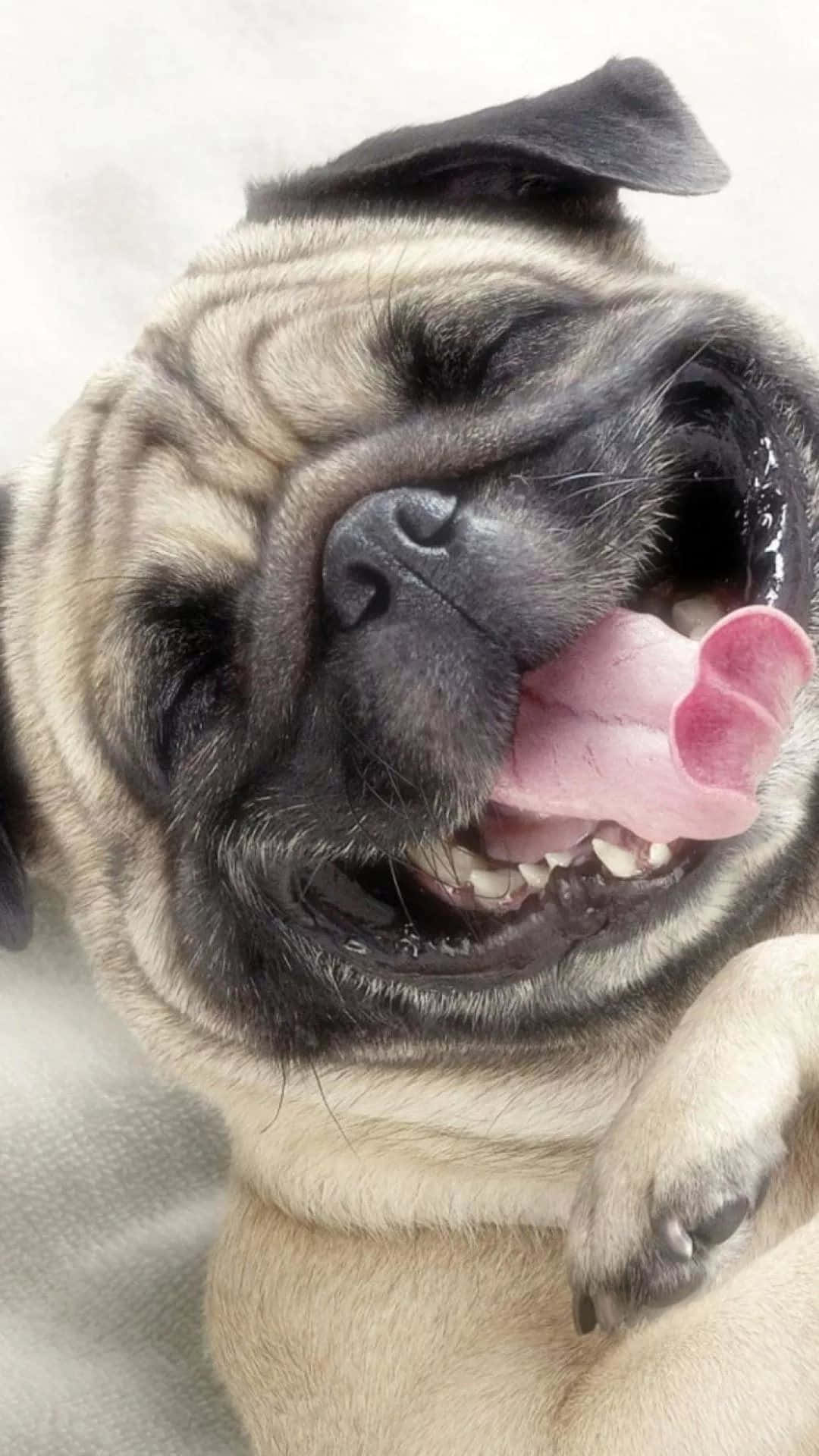 pug, tongue out, eyes squinted, Full HD Phone Wallpaper