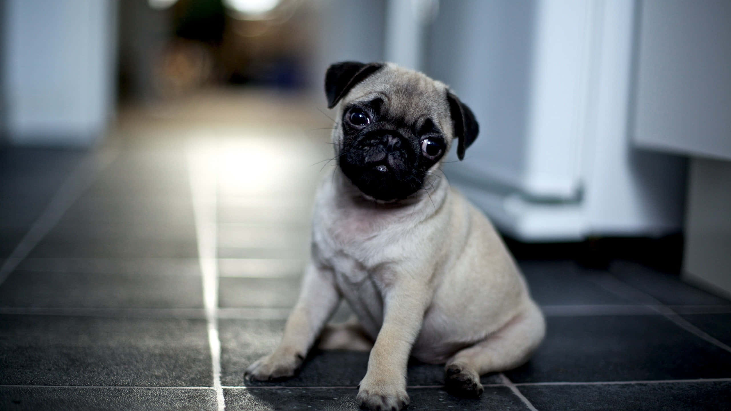 pug, fawn, dark eyes, 2K Desktop Wallpaper