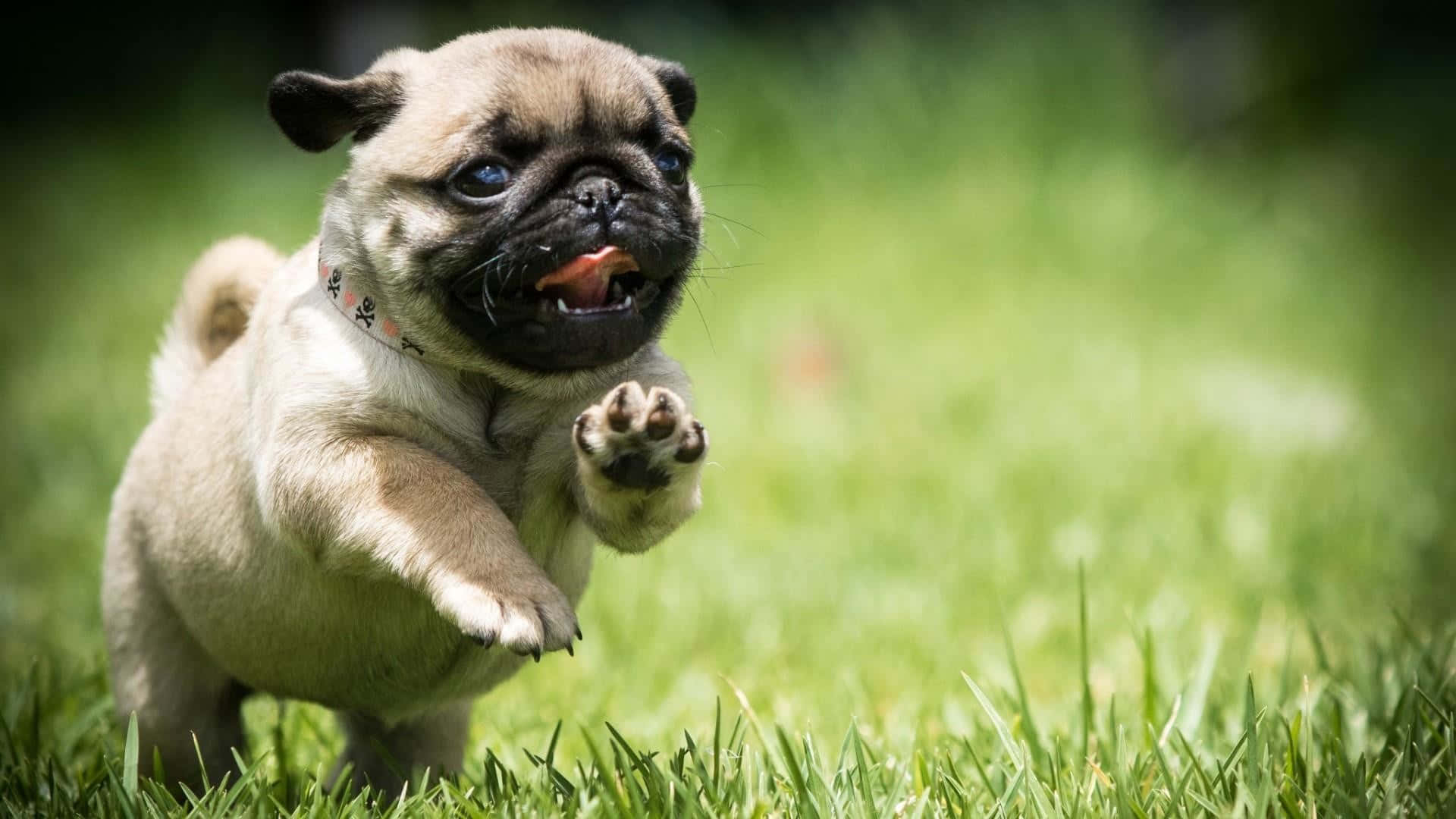 pug, puppy, vibrant green grass, Full HD Desktop Wallpaper