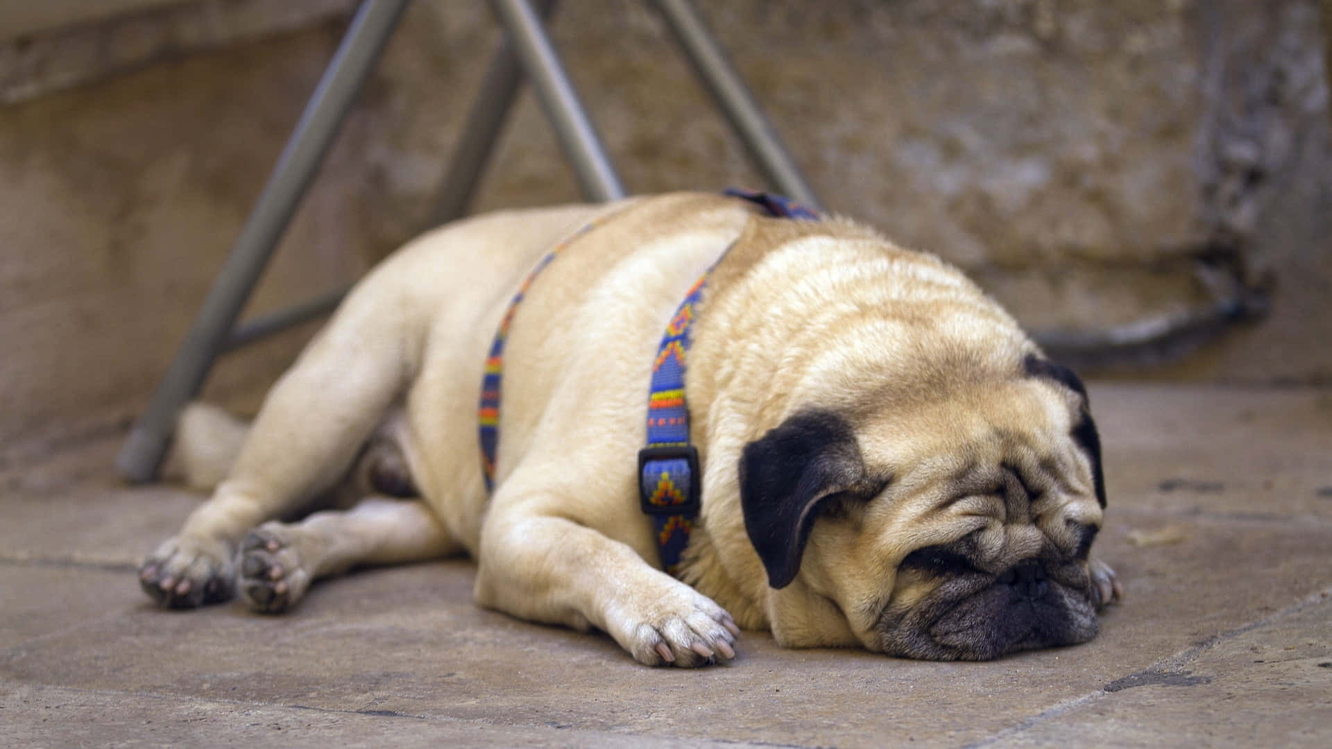 Pug, fawn, stone pavement, Full HD Desktop Wallpaper