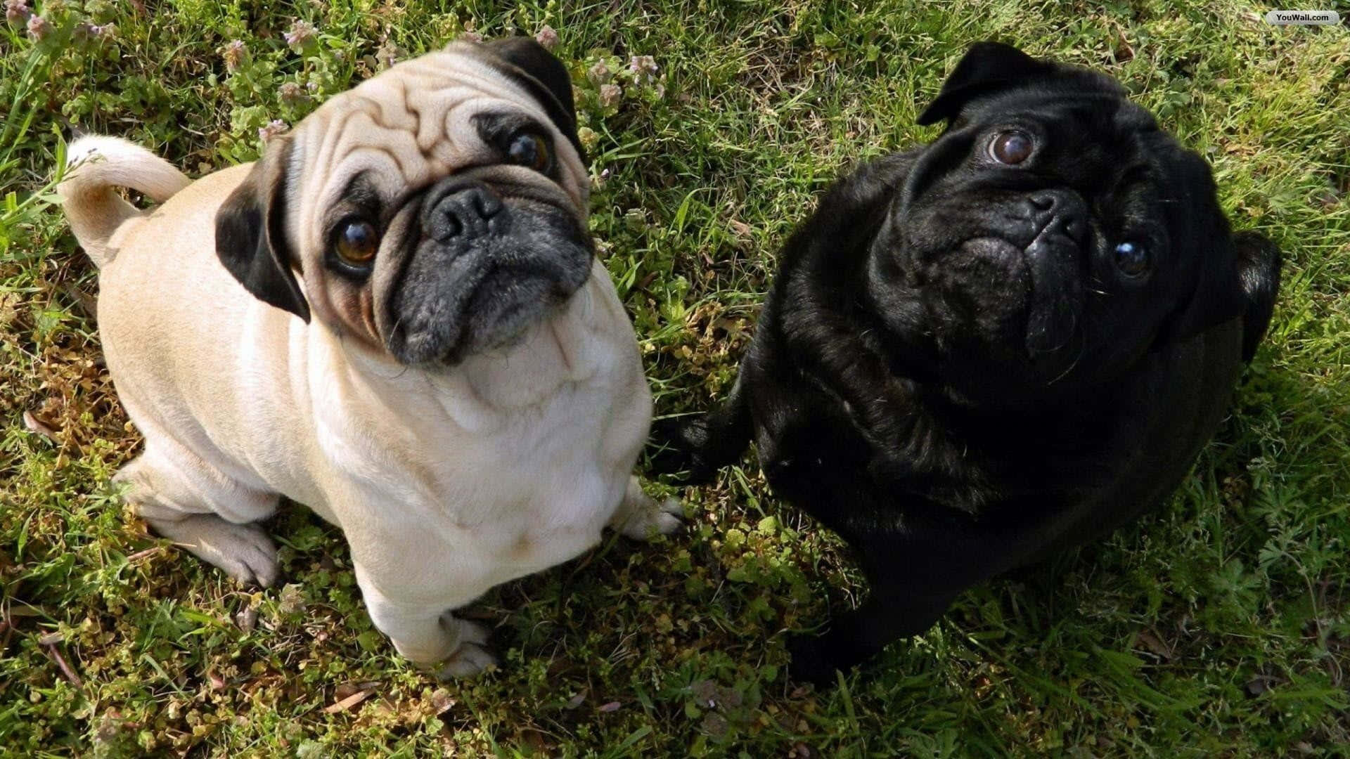 Pug, fawn, black, Full HD Desktop Wallpaper