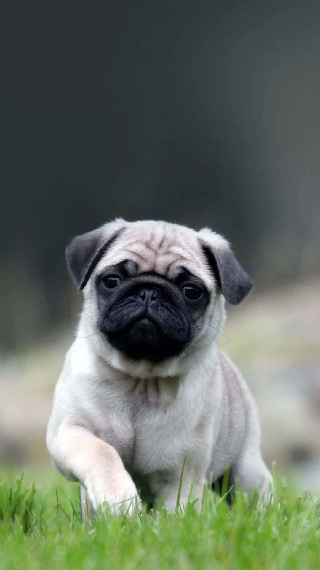Pug, black muzzle, wrinkled face, Full HD Phone Wallpaper