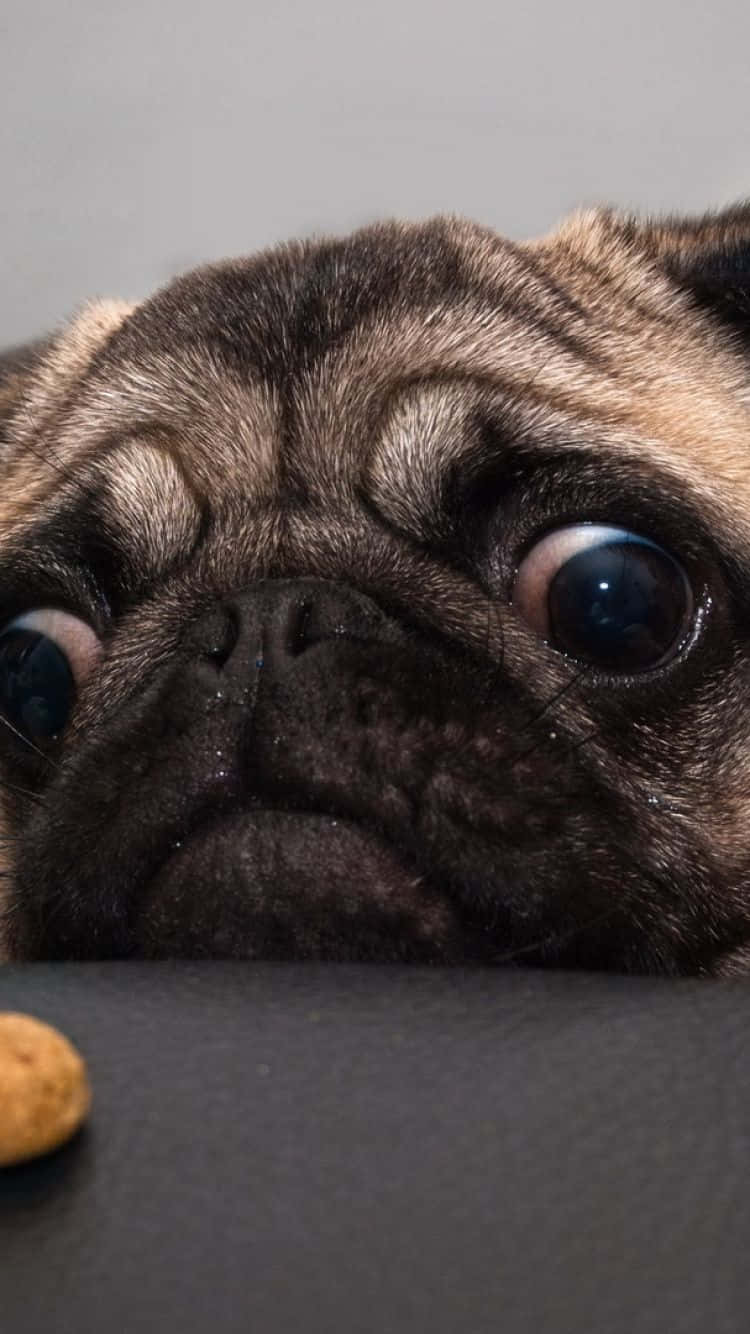 pug, wrinkled face, huge soulful eyes, HD Phone Wallpaper