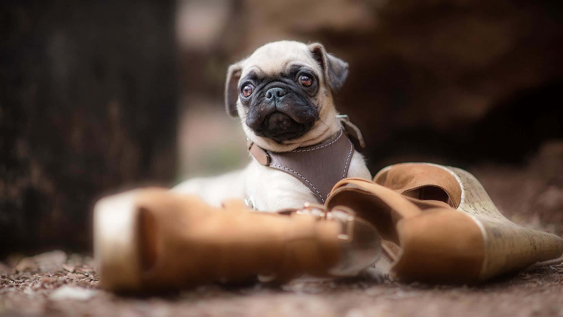 pug puppy, brown harness, tan boots, Full HD Desktop Wallpaper