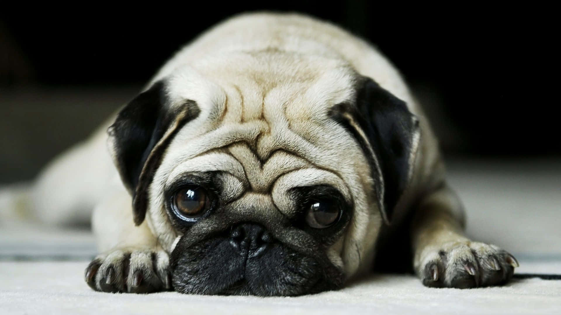 fawn pug, wrinkled face, soulful eyes, Full HD Desktop Wallpaper