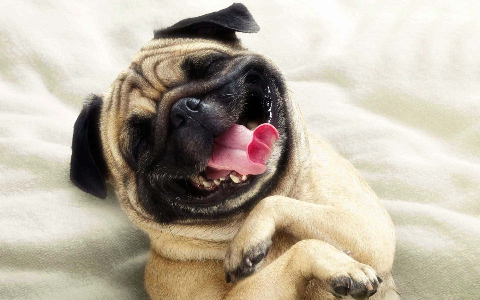 Pug, soft blanket, tongue out, Full HD Desktop Wallpaper