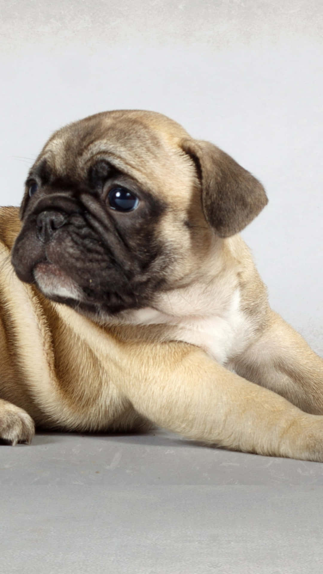 Pug, fawn pug puppy, big blue eyes, Full HD Phone Wallpaper