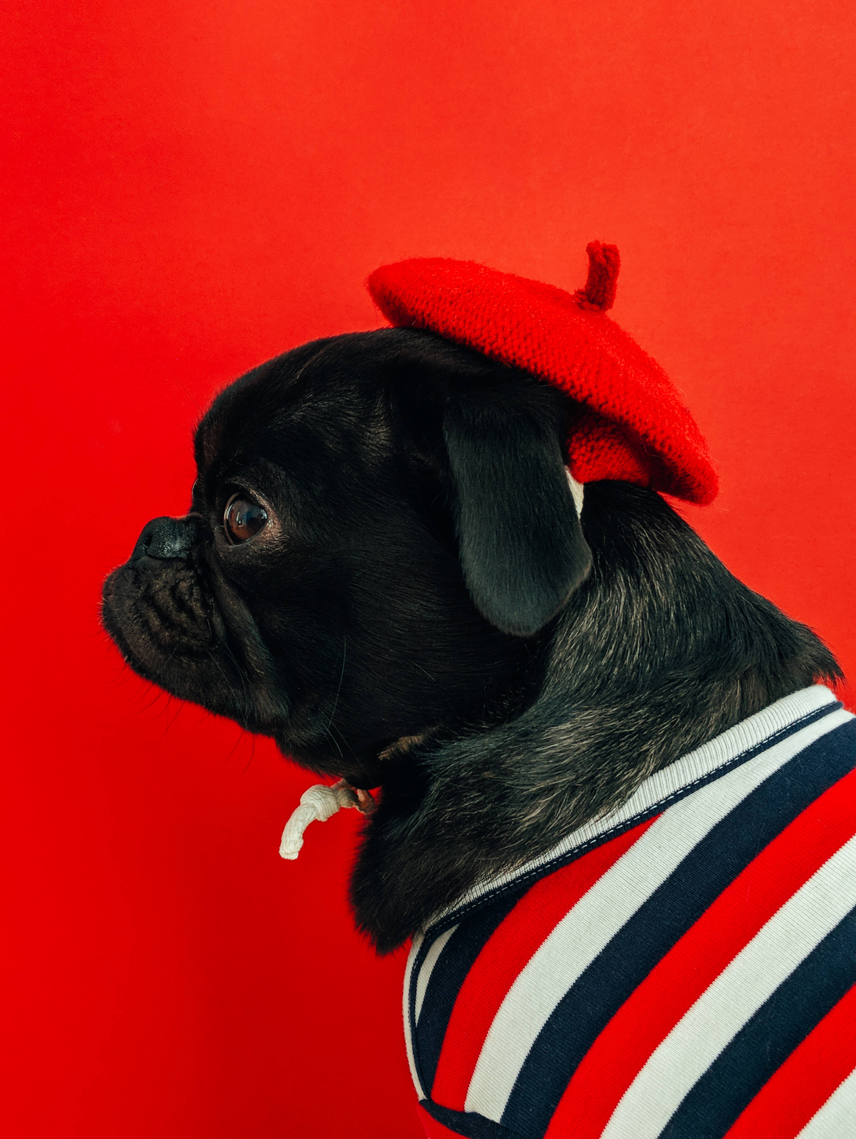 black pug, red beret, striped sweater, 2K Phone Wallpaper