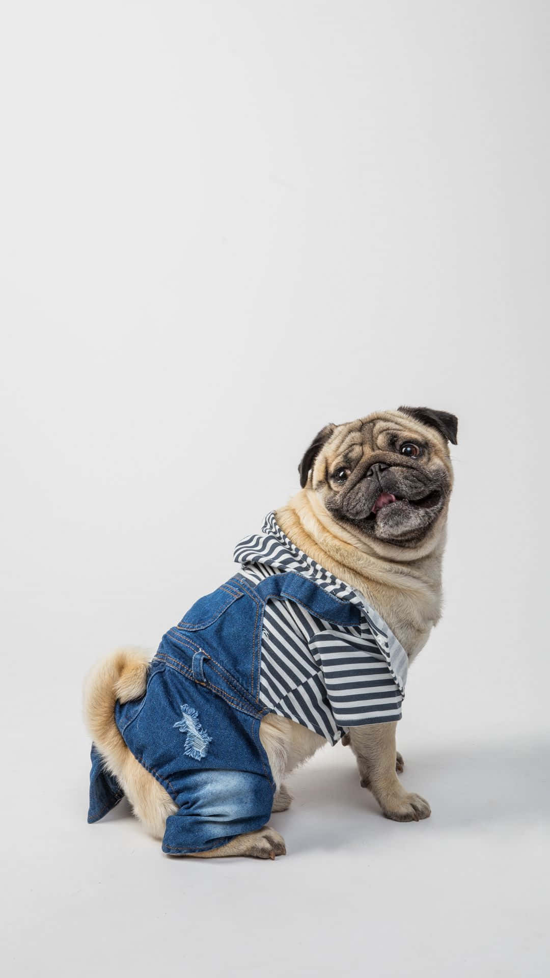 pug, denim overalls, striped shirt, Full HD Phone Wallpaper