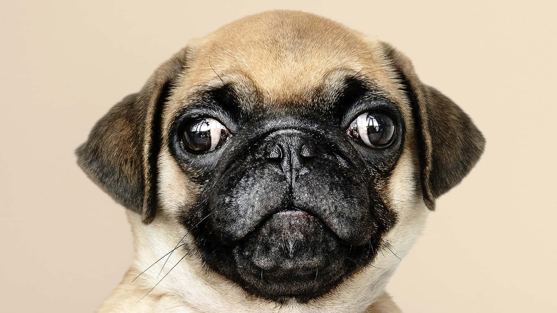 pug, pug puppy, wide curious eyes, Full HD Desktop Wallpaper