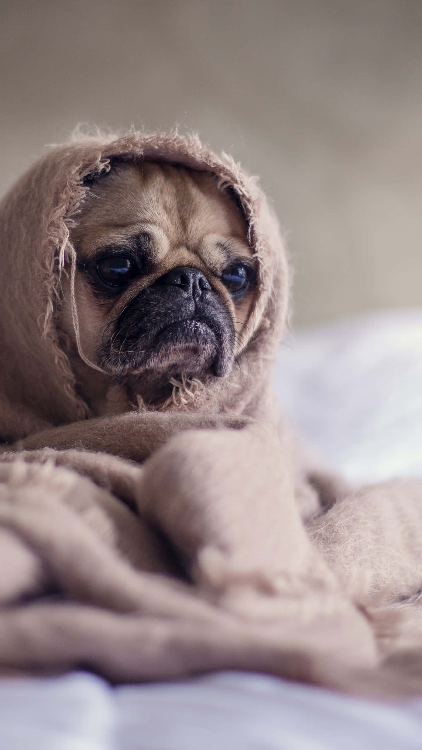 pug, brown blanket, big sad eyes, 2K Phone Wallpaper
