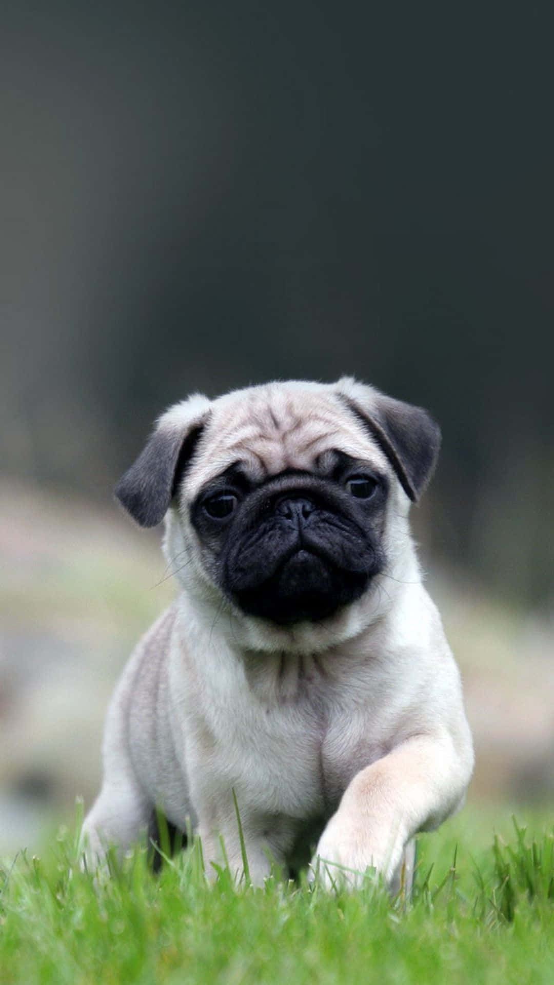 pug, wrinkled face, black muzzle, Full HD Phone Wallpaper