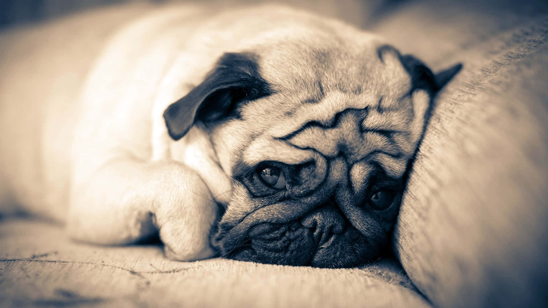 Pug, textured cushion, sepia tones, Full HD Desktop Wallpaper
