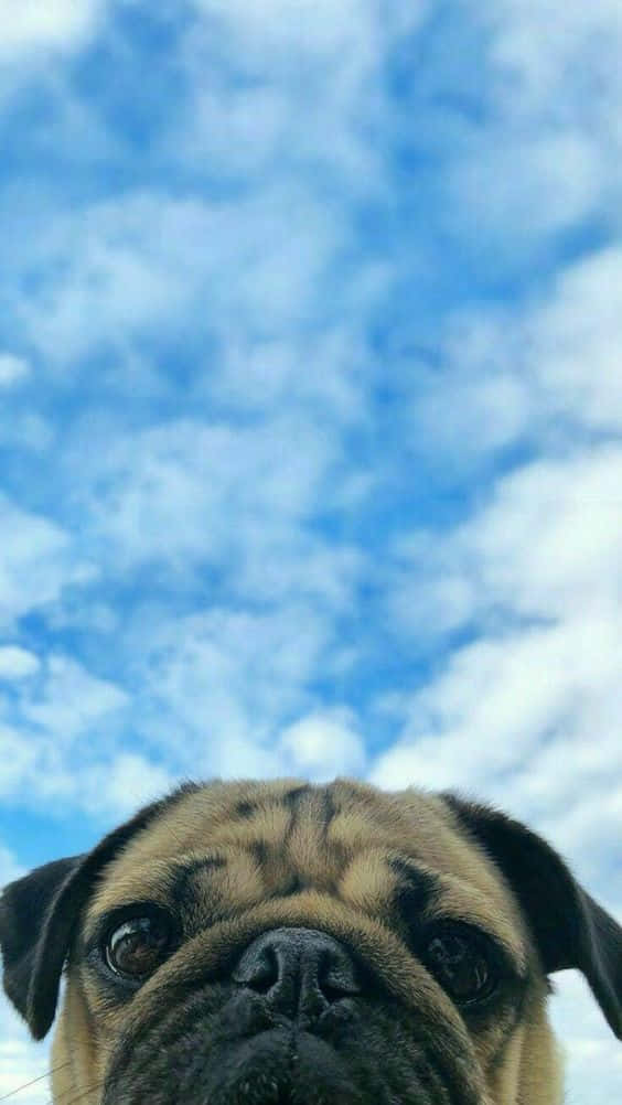Pug, wrinkled face, bright blue sky, SD Phone Wallpaper