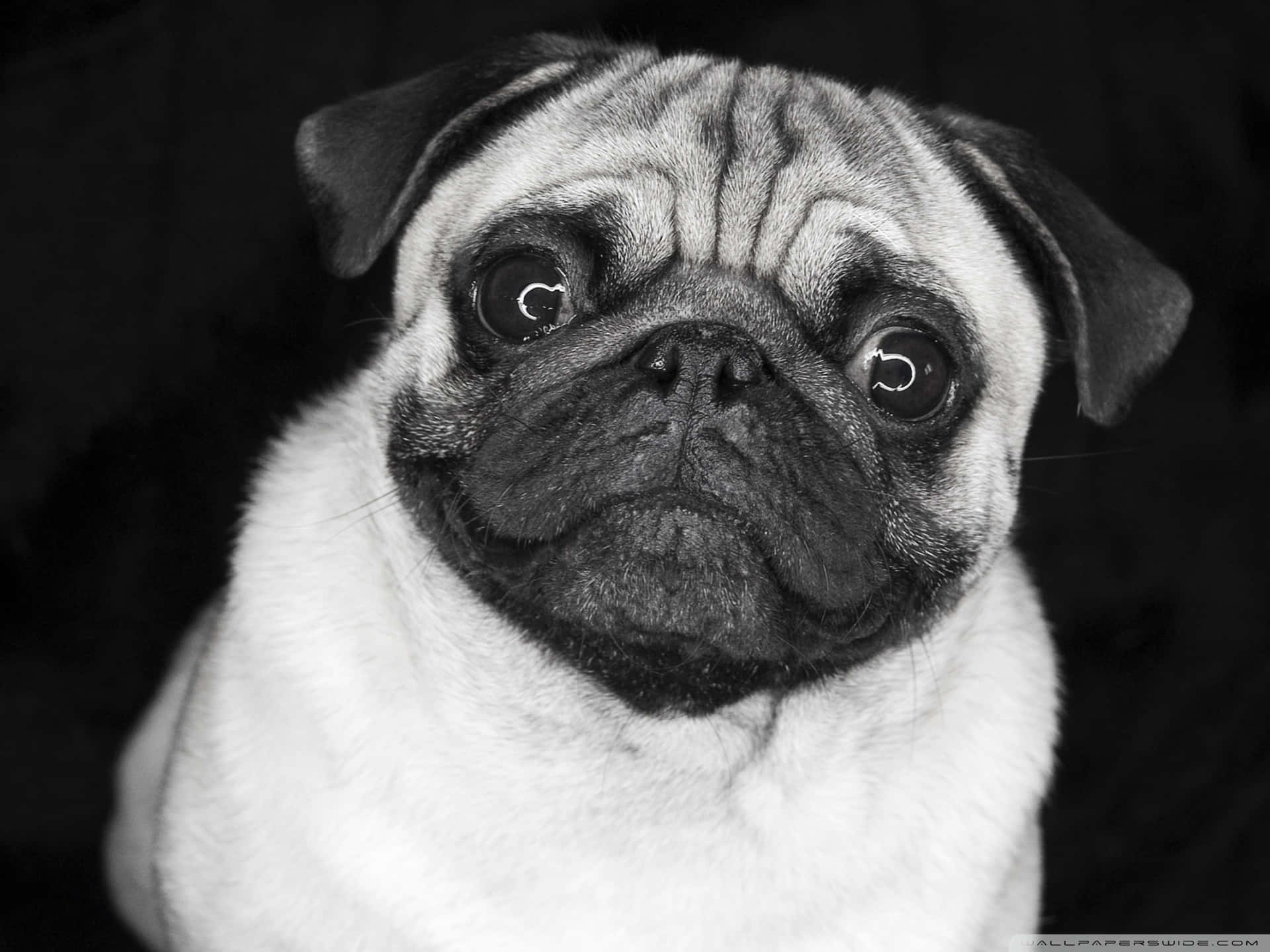 pug, black and white portrait, wrinkled face, Full HD Desktop Wallpaper