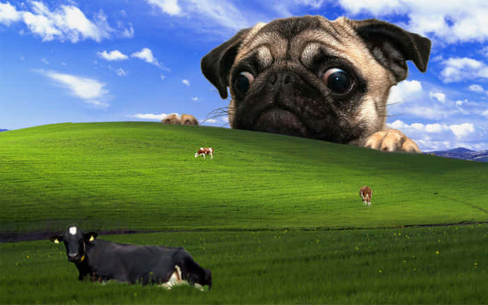 giant pug, rolling green hill, cows graze, SD Desktop Wallpaper
