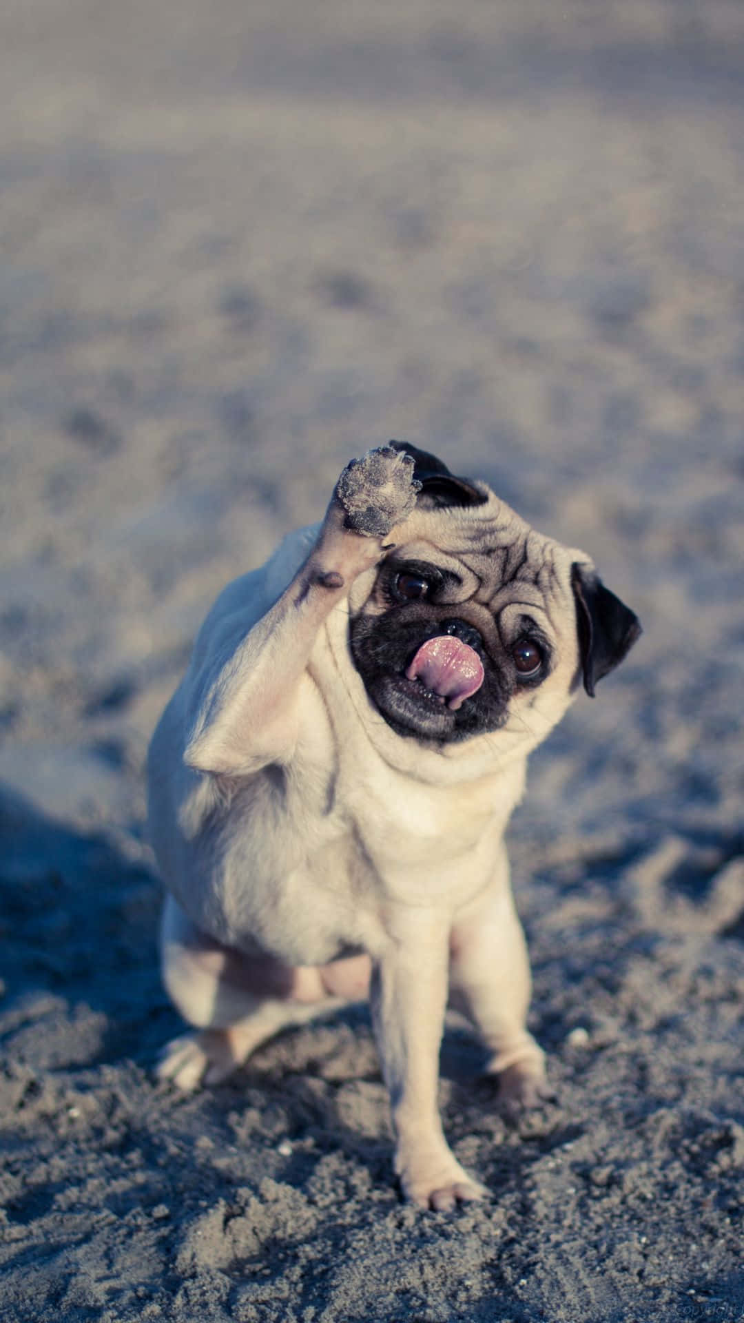 pug, sandy beach, pink tongue, Full HD Phone Wallpaper