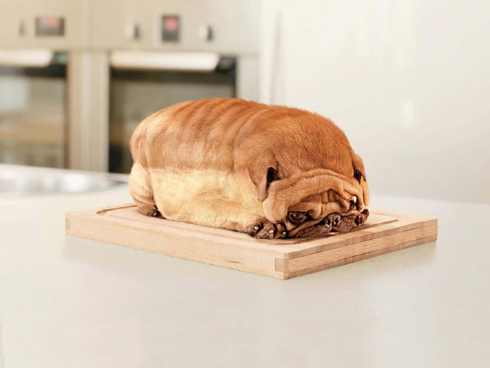pug, wrinkled pug dog, wooden cutting board, HD Desktop Wallpaper