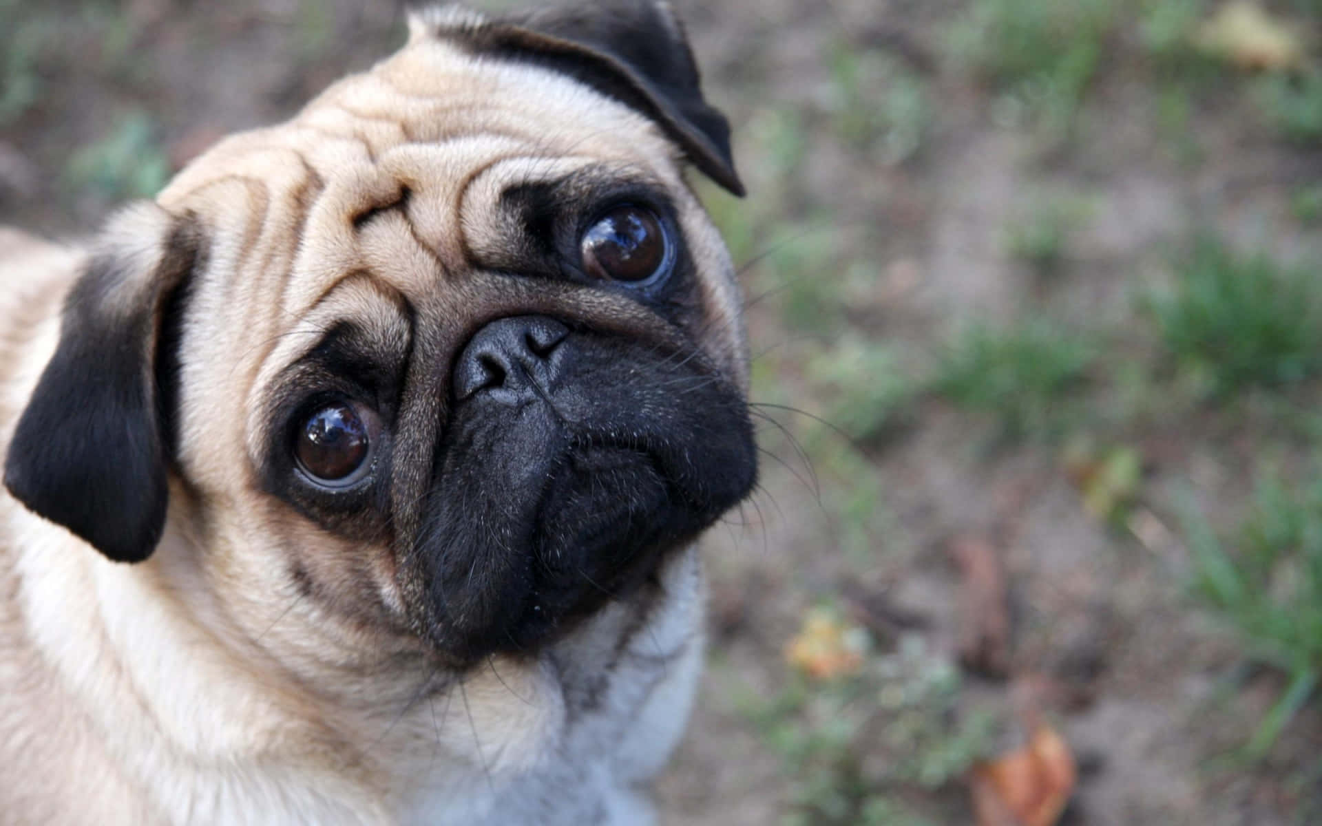 pug, wrinkled, pug puppy, Full HD Desktop Wallpaper