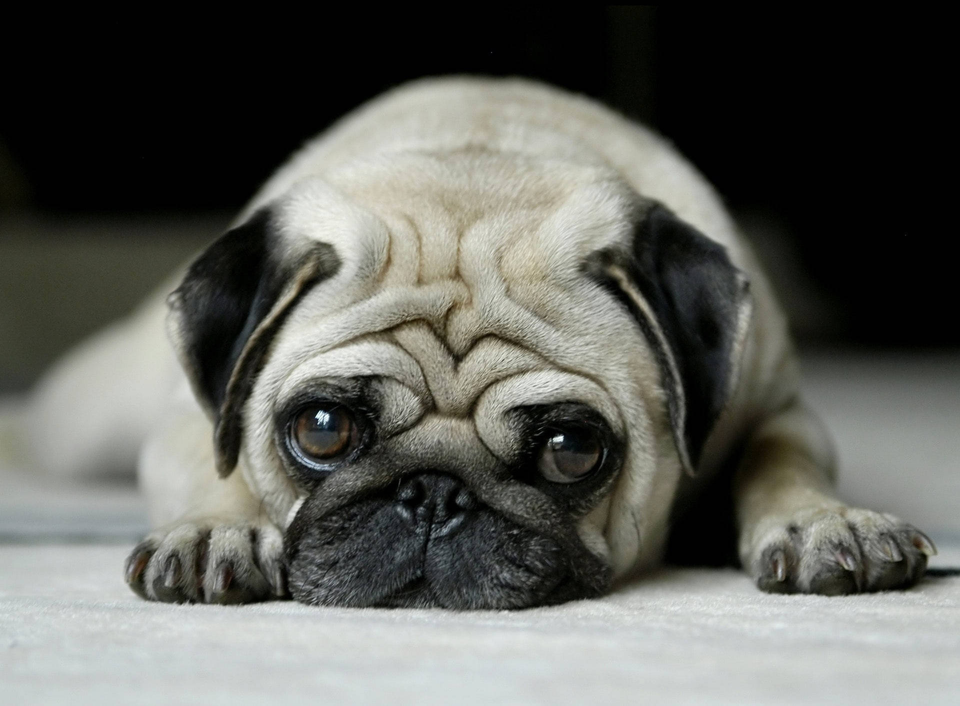fawn pug puppy, wrinkled face, soulful eyes, Full HD Desktop Wallpaper