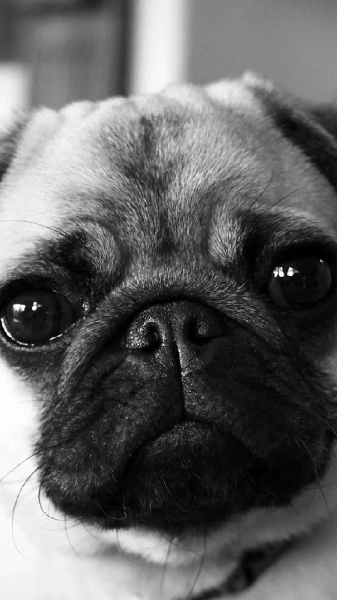 pug, black and white portrait, large soulful eyes, Full HD Phone Wallpaper