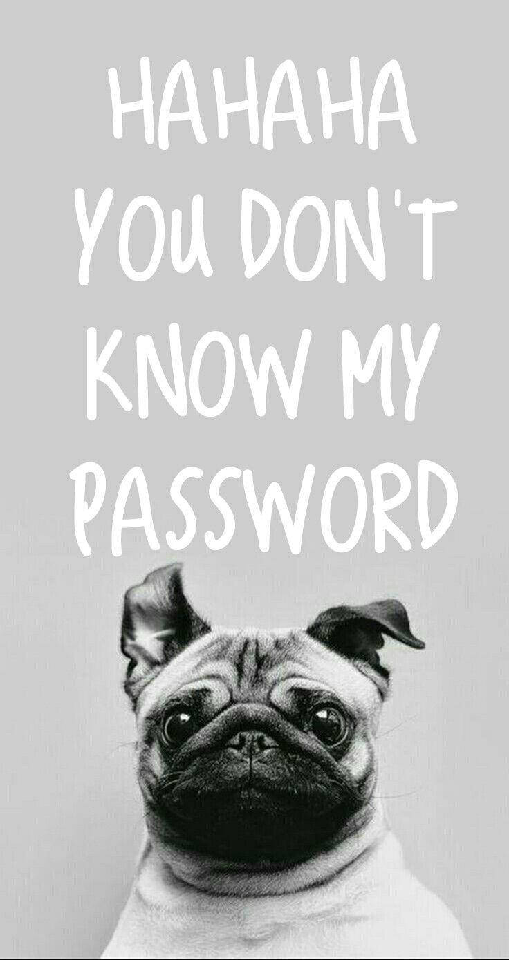 pug, black and white, bold white text, HD Phone Wallpaper