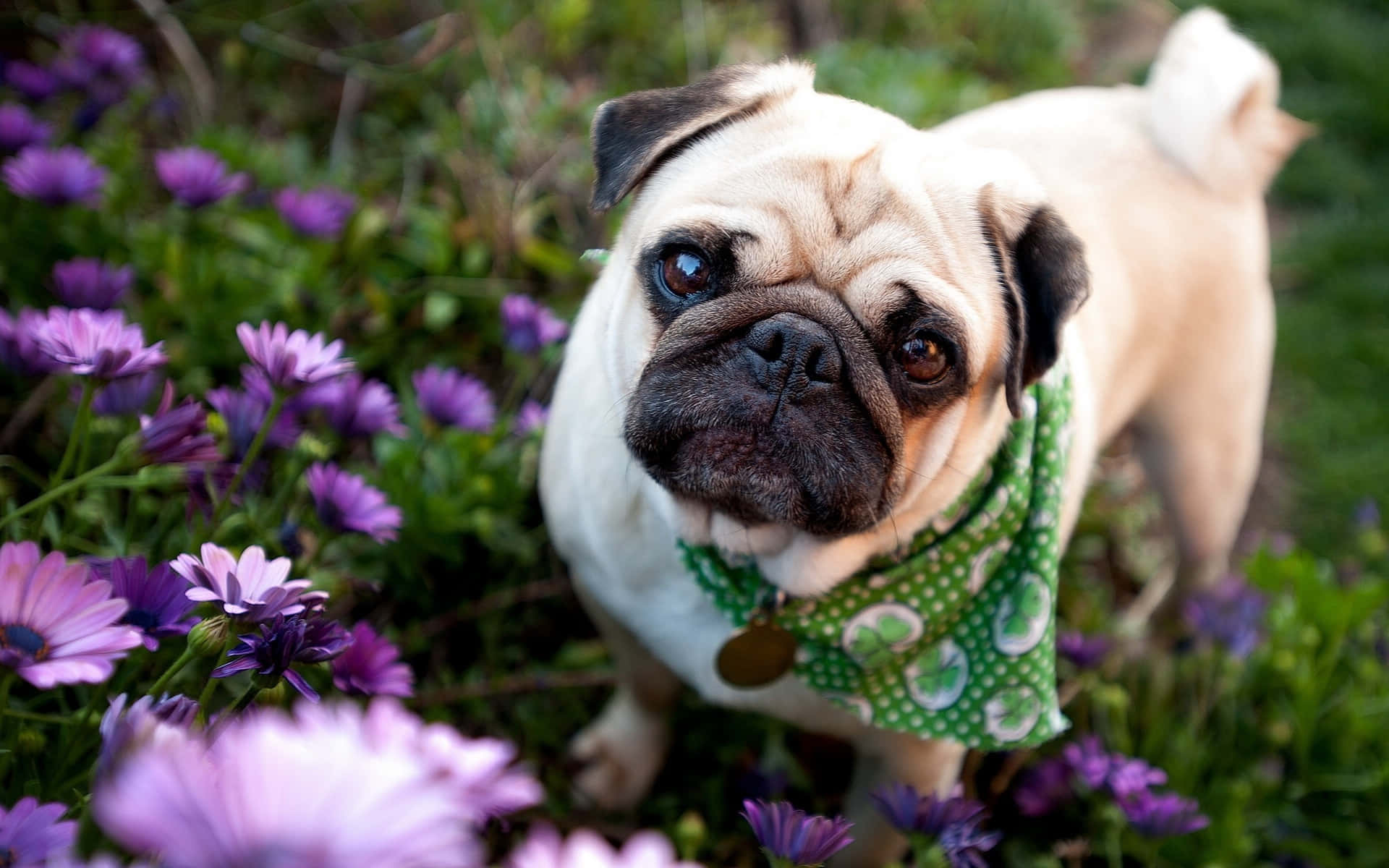 pug dog, green patterned bandana, vibrant purple flowers, Full HD Desktop Wallpaper