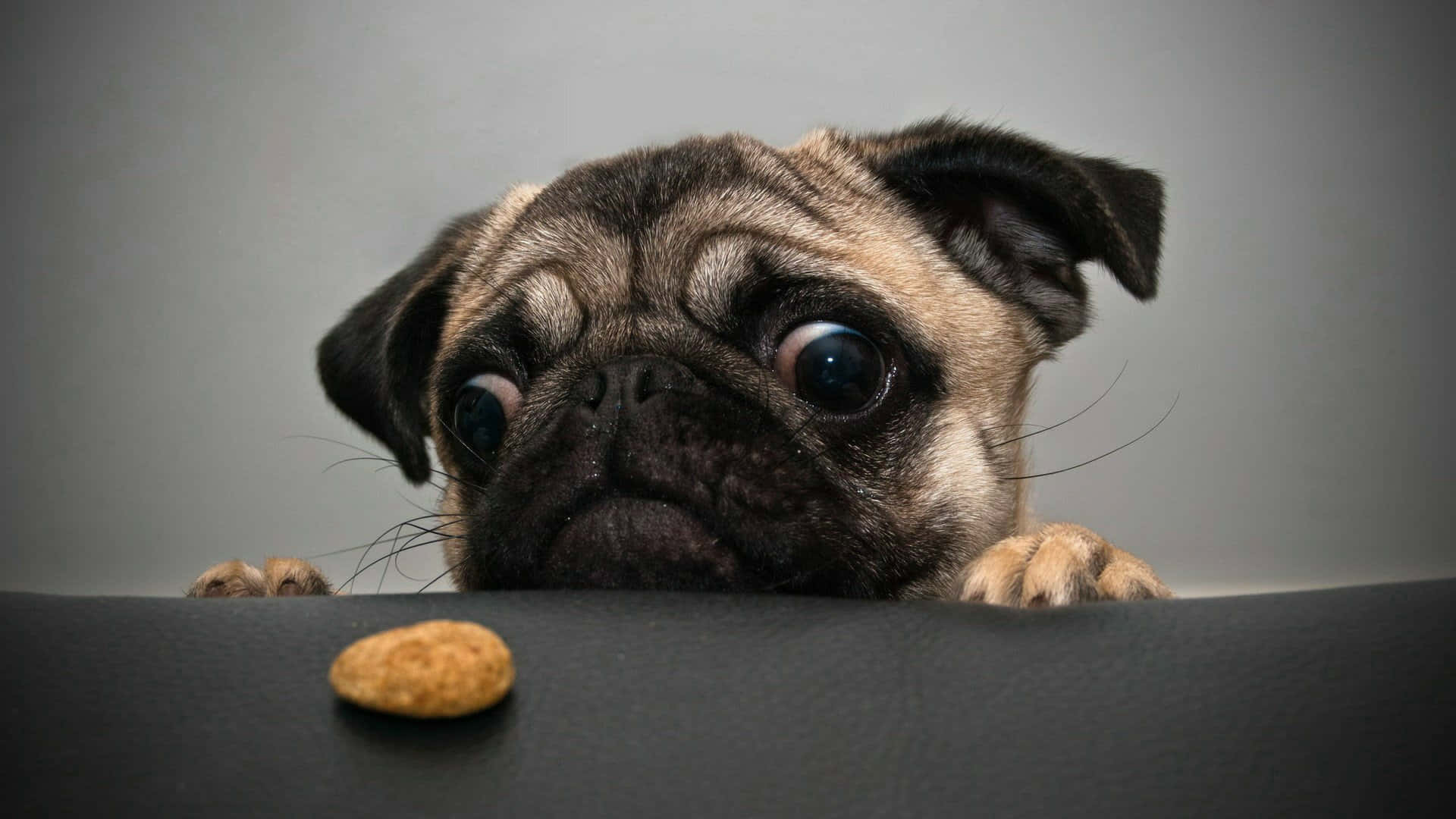 pug, puppy, wide curious eyes, Full HD Desktop Wallpaper