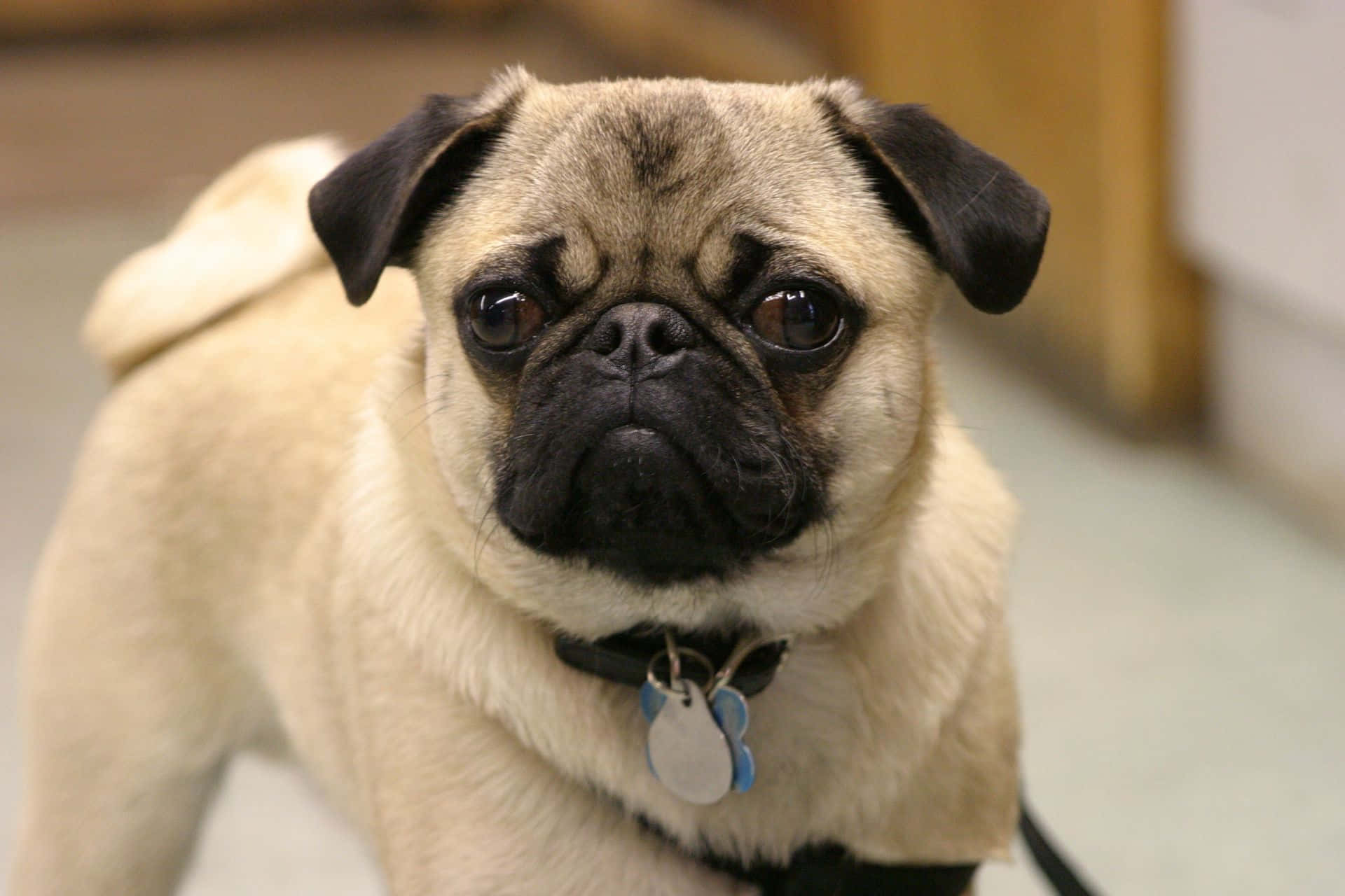 fawn pug, black facial markings, expressive eyes, Full HD Desktop Wallpaper