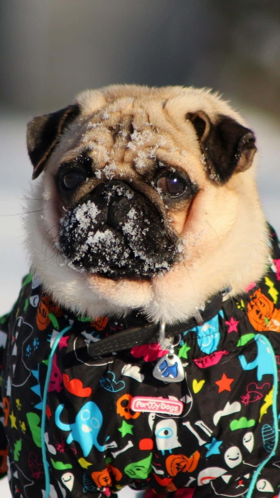 pug, colorful Halloween-themed coat, snow, Full HD Phone Wallpaper