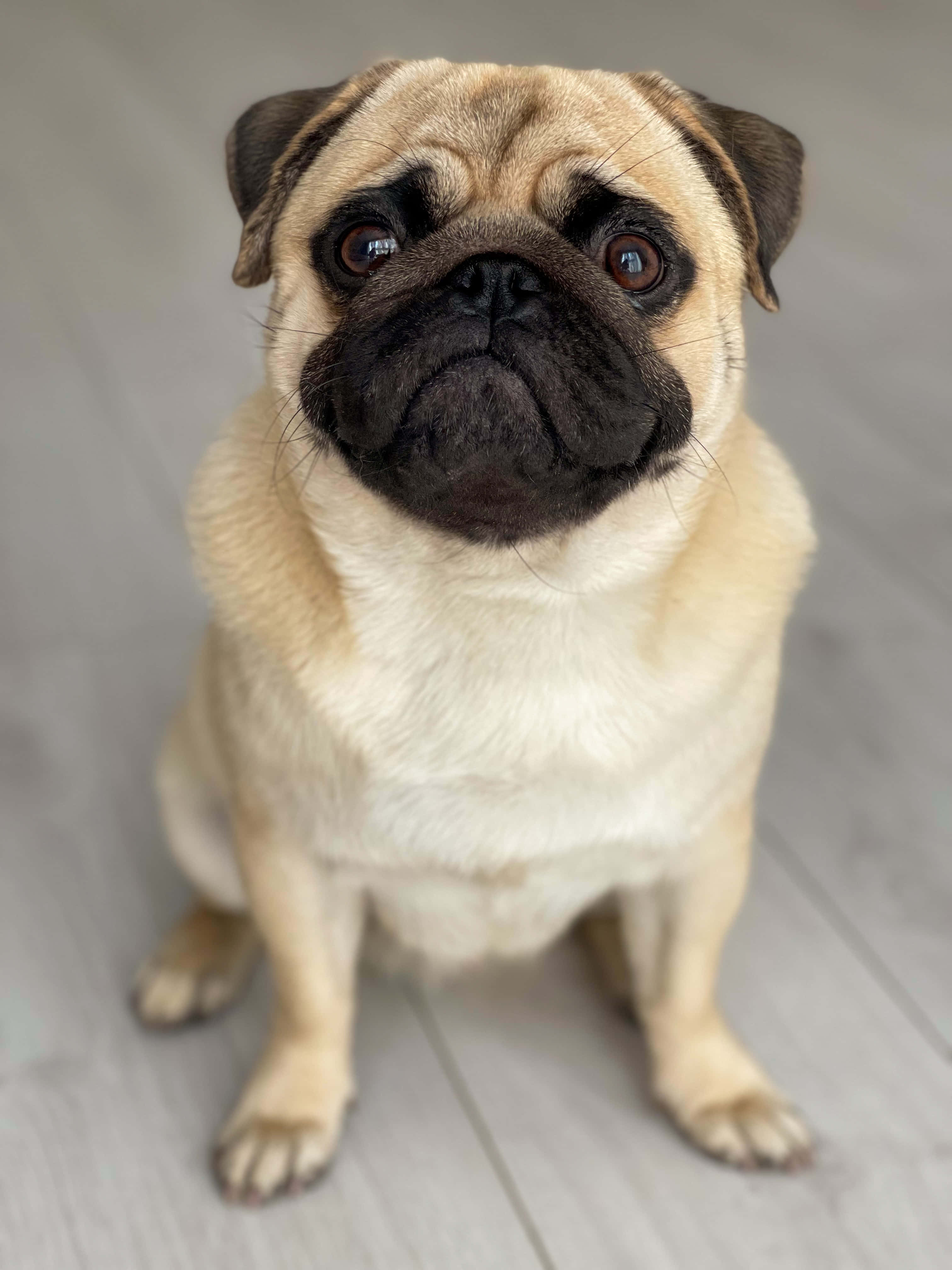 brown and black adult pug dog, fawn pug, dark muzzle, 4K Phone Wallpaper