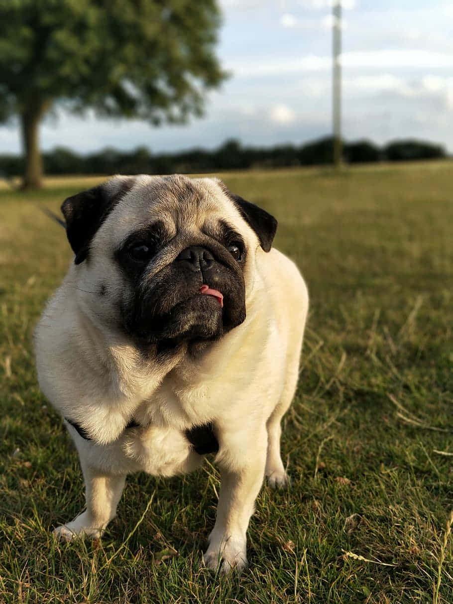 pug, fluffy pug, black face, SD Phone Wallpaper