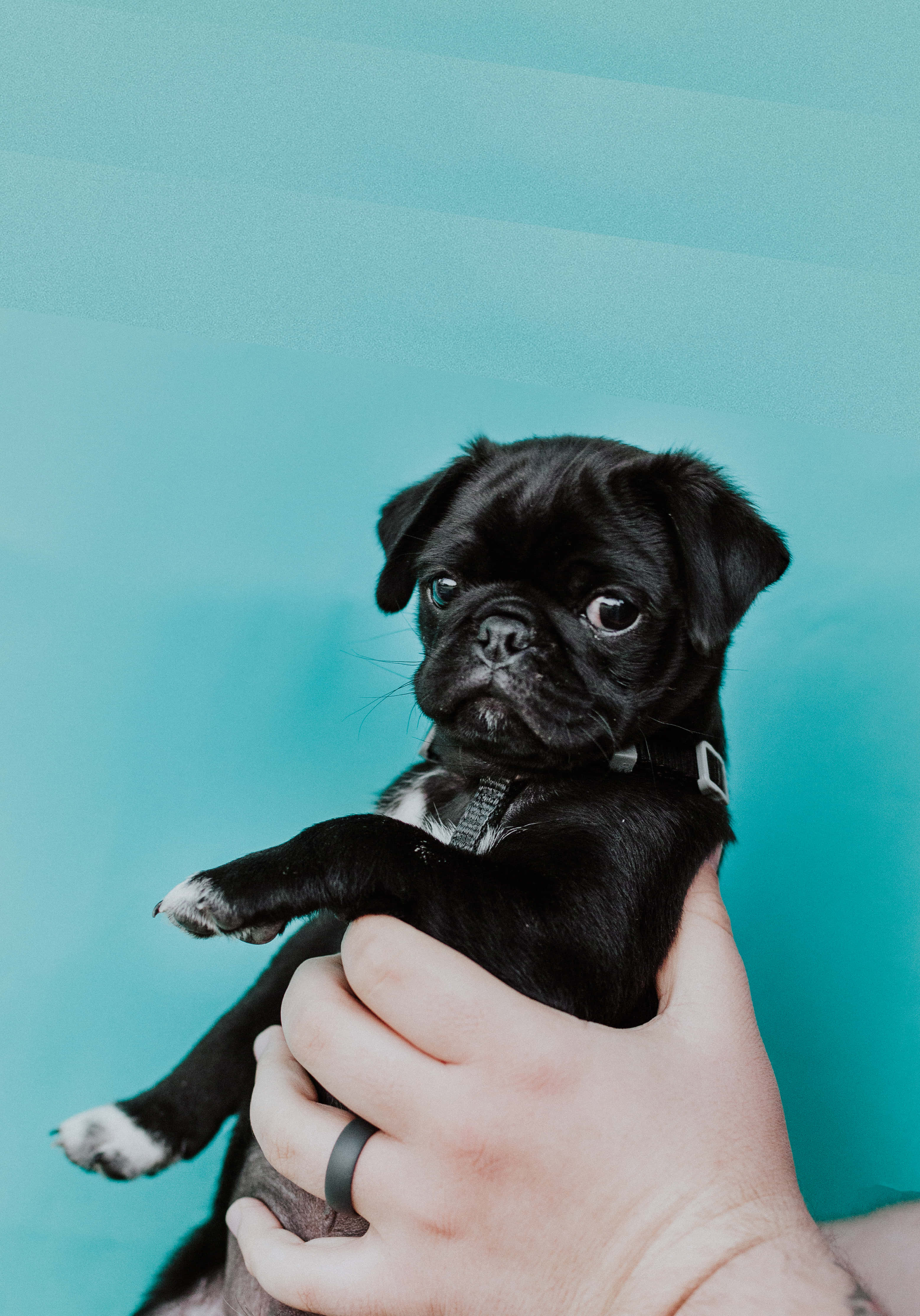 pug, black pug puppy, white paws, 4K Phone Wallpaper