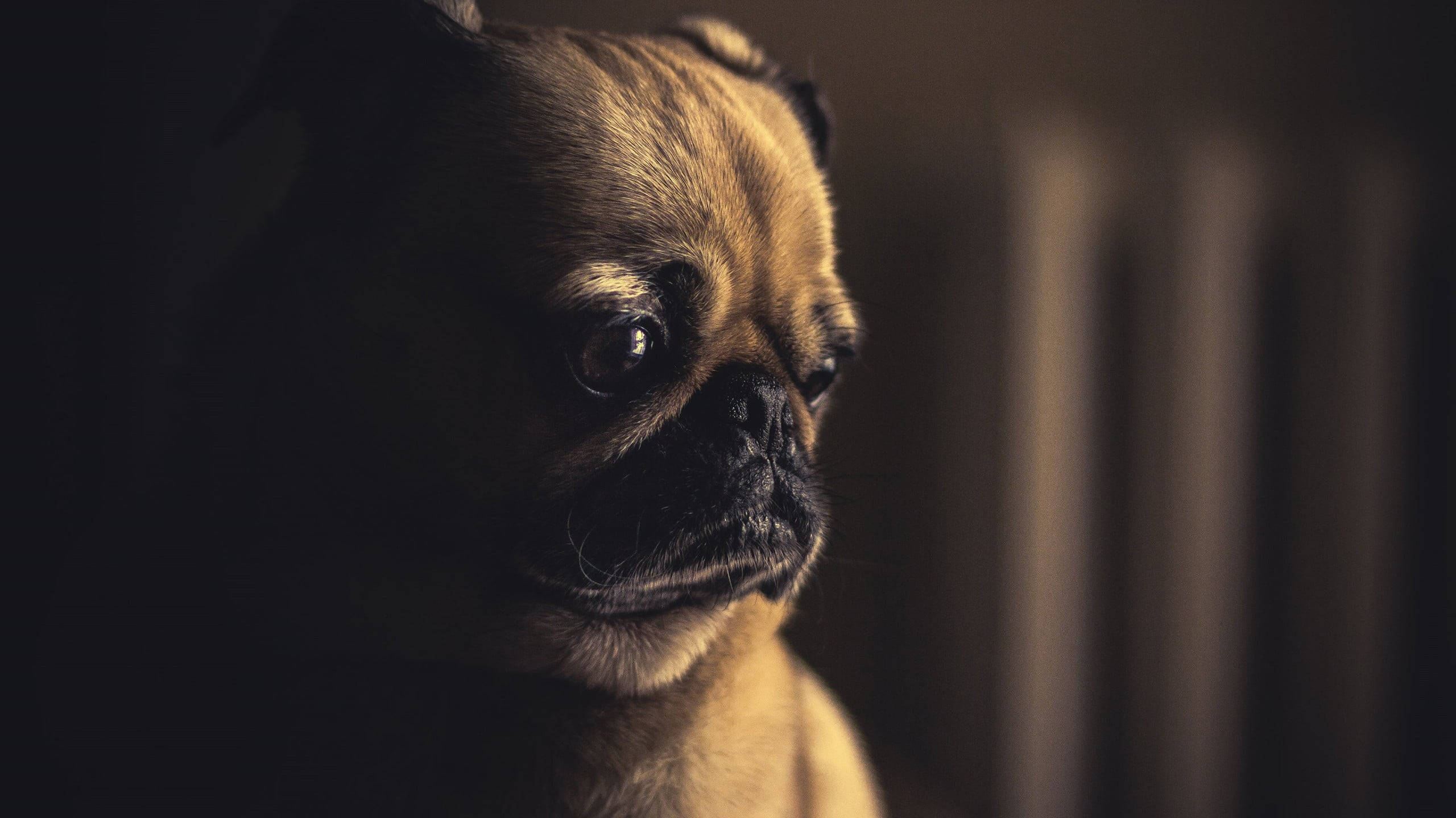 sad meme pug, pug dog, warm golden fur, 2K Desktop Wallpaper