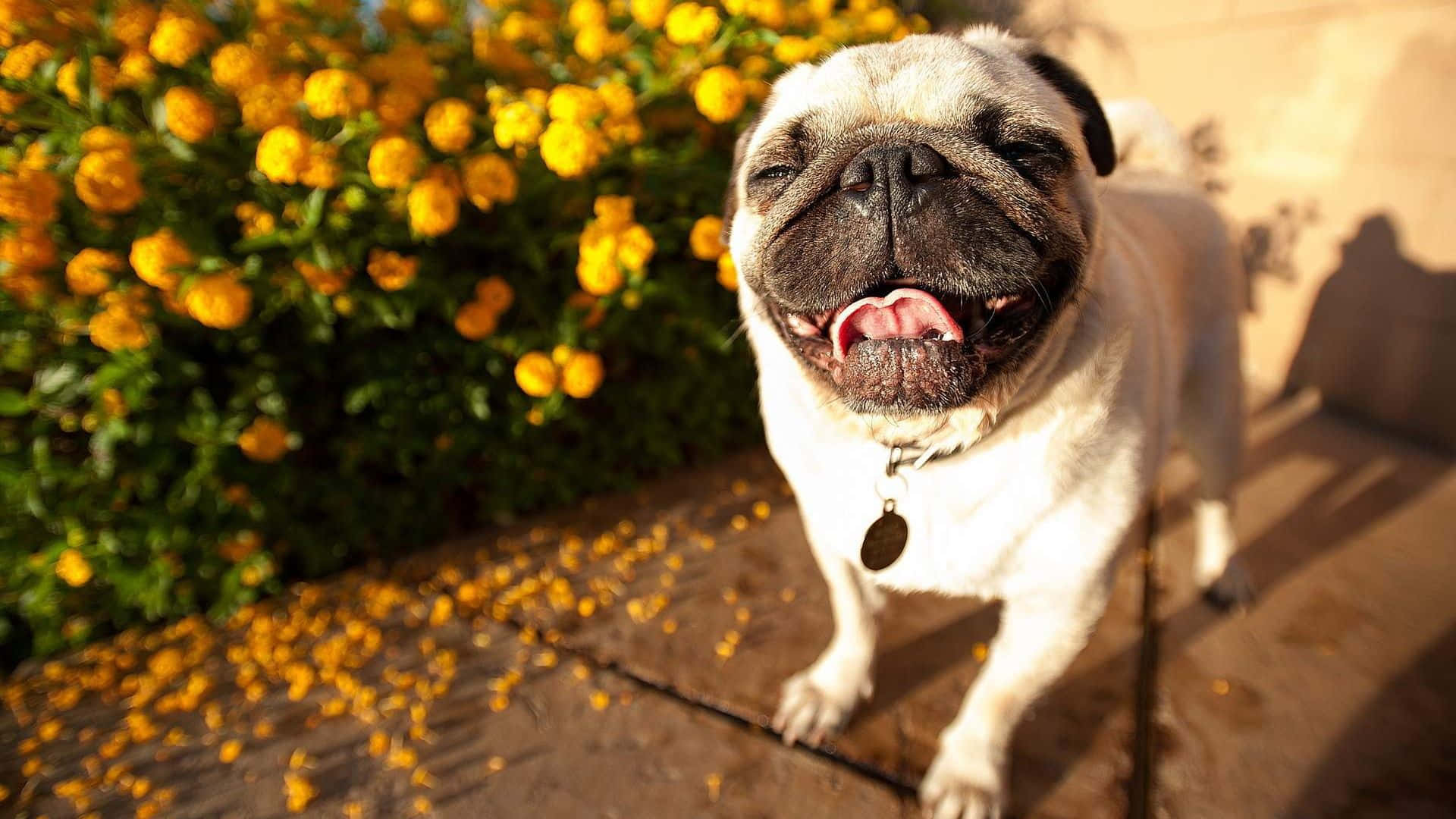 pug dog, wooden deck, vibrant yellow flower bush, Full HD Desktop Wallpaper