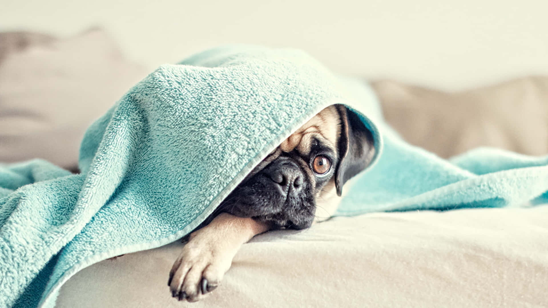 pug, teal towel, bed, Full HD Desktop Wallpaper