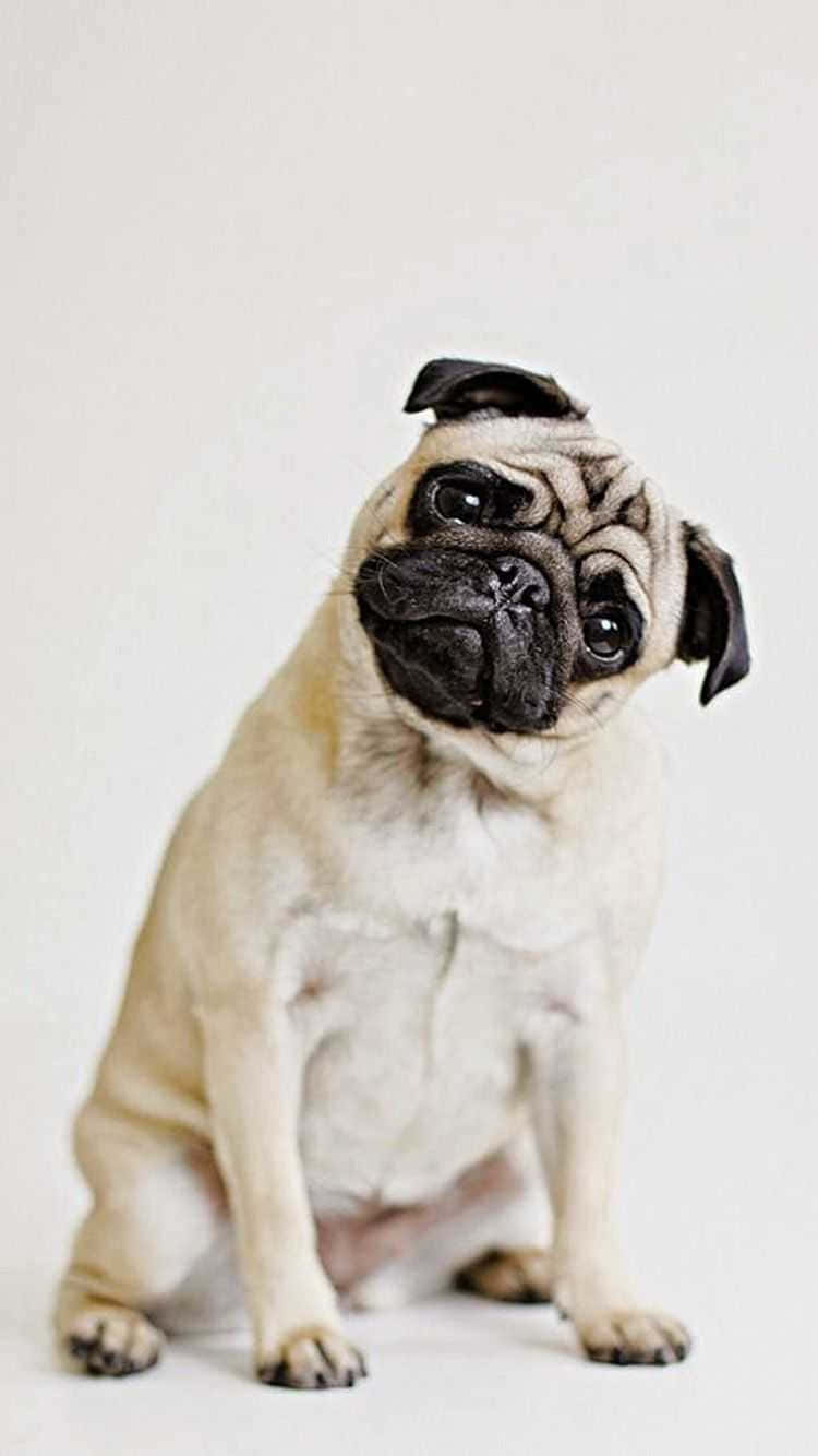 fawn pug, wrinkled face, dark eyes, HD Phone Wallpaper