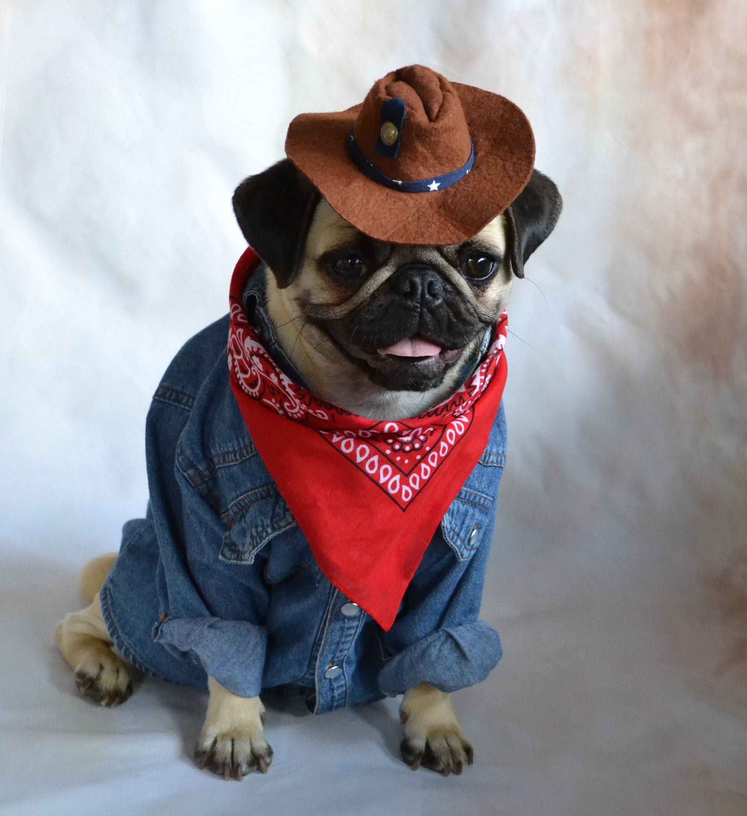 pug, denim jacket, red bandana, 2K Phone Wallpaper