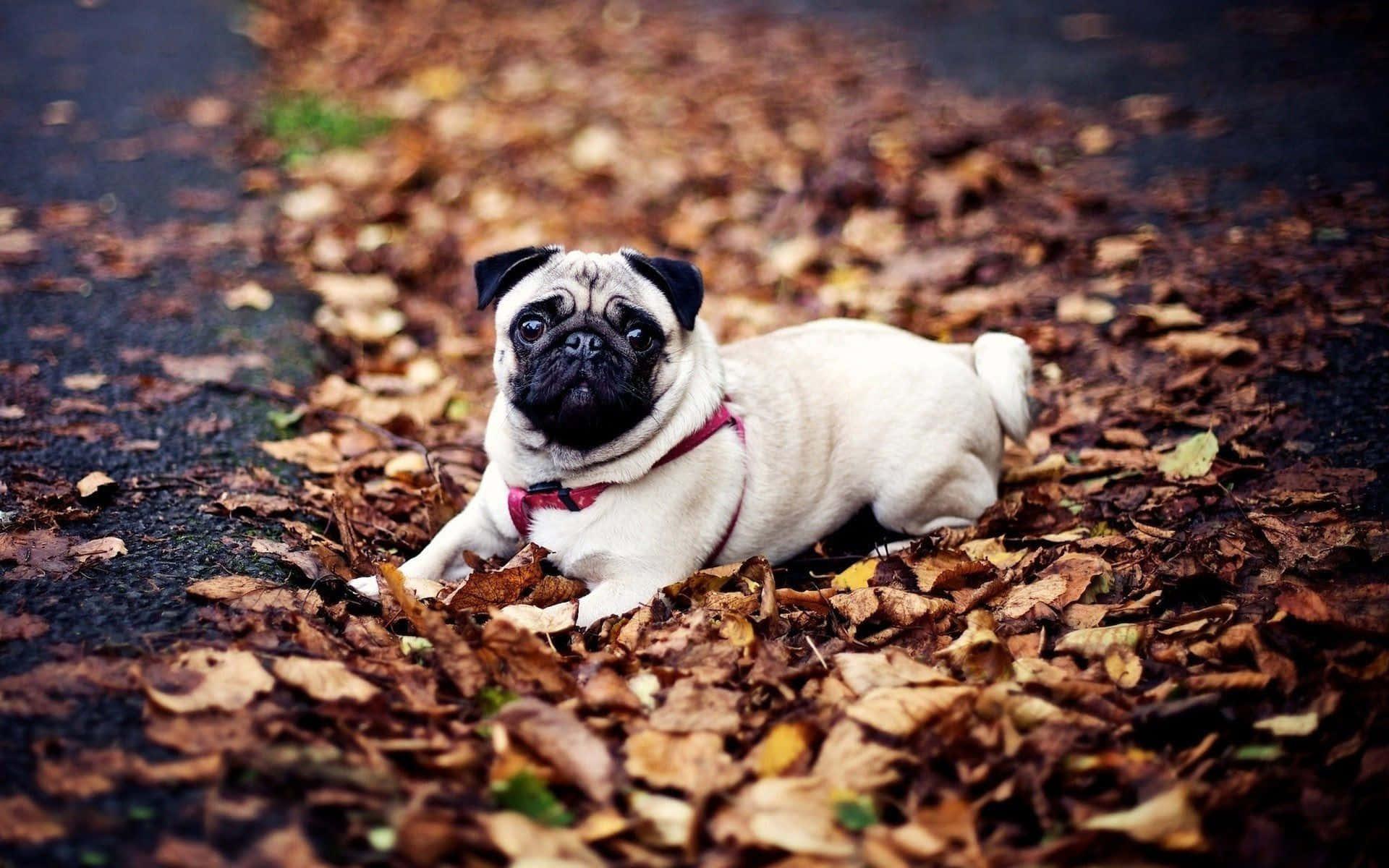 pug dog, red collar, autumn leaves, Full HD Desktop Wallpaper