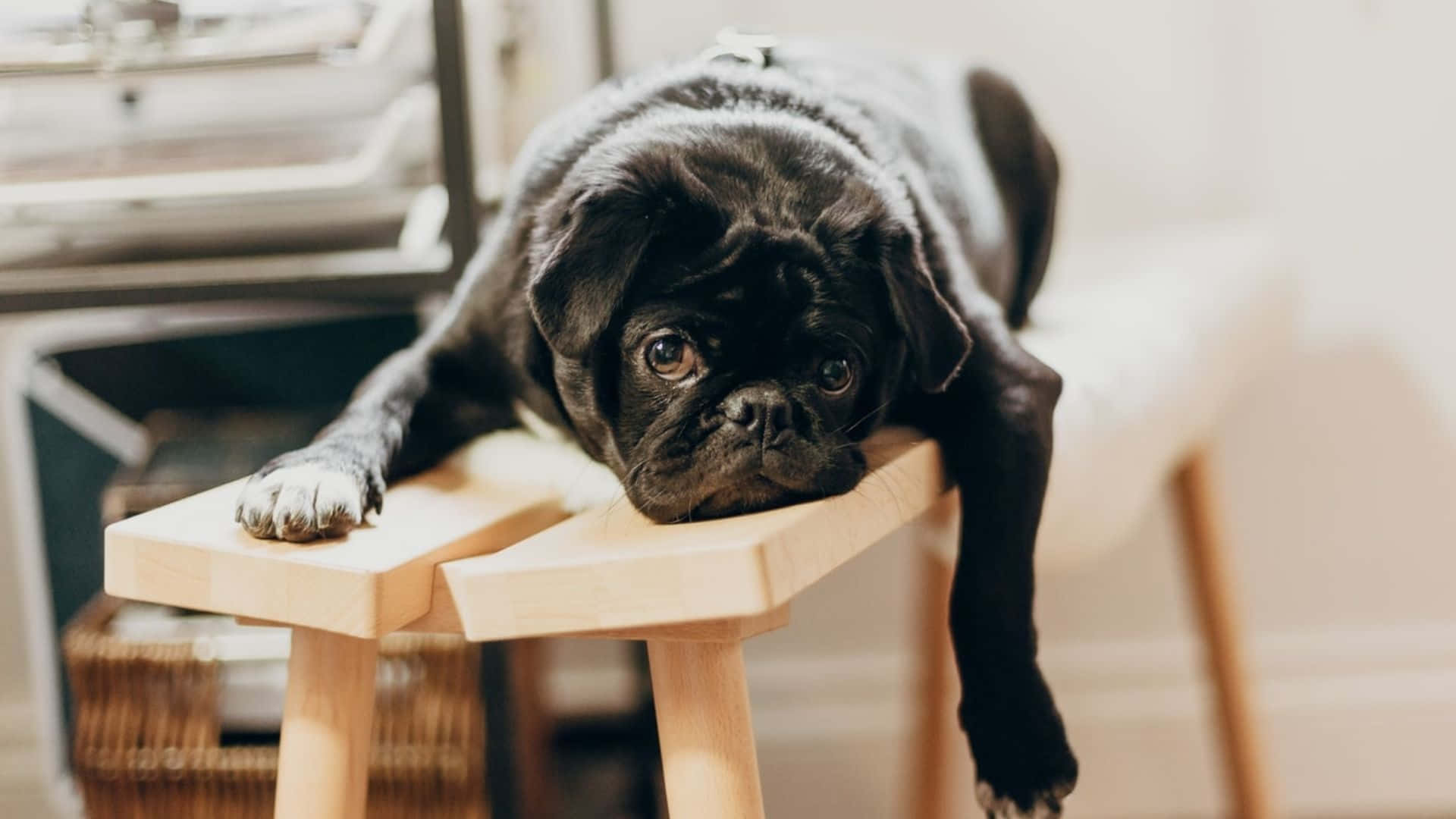 black pug, light wooden stool, lounges lazily, Full HD Desktop Wallpaper