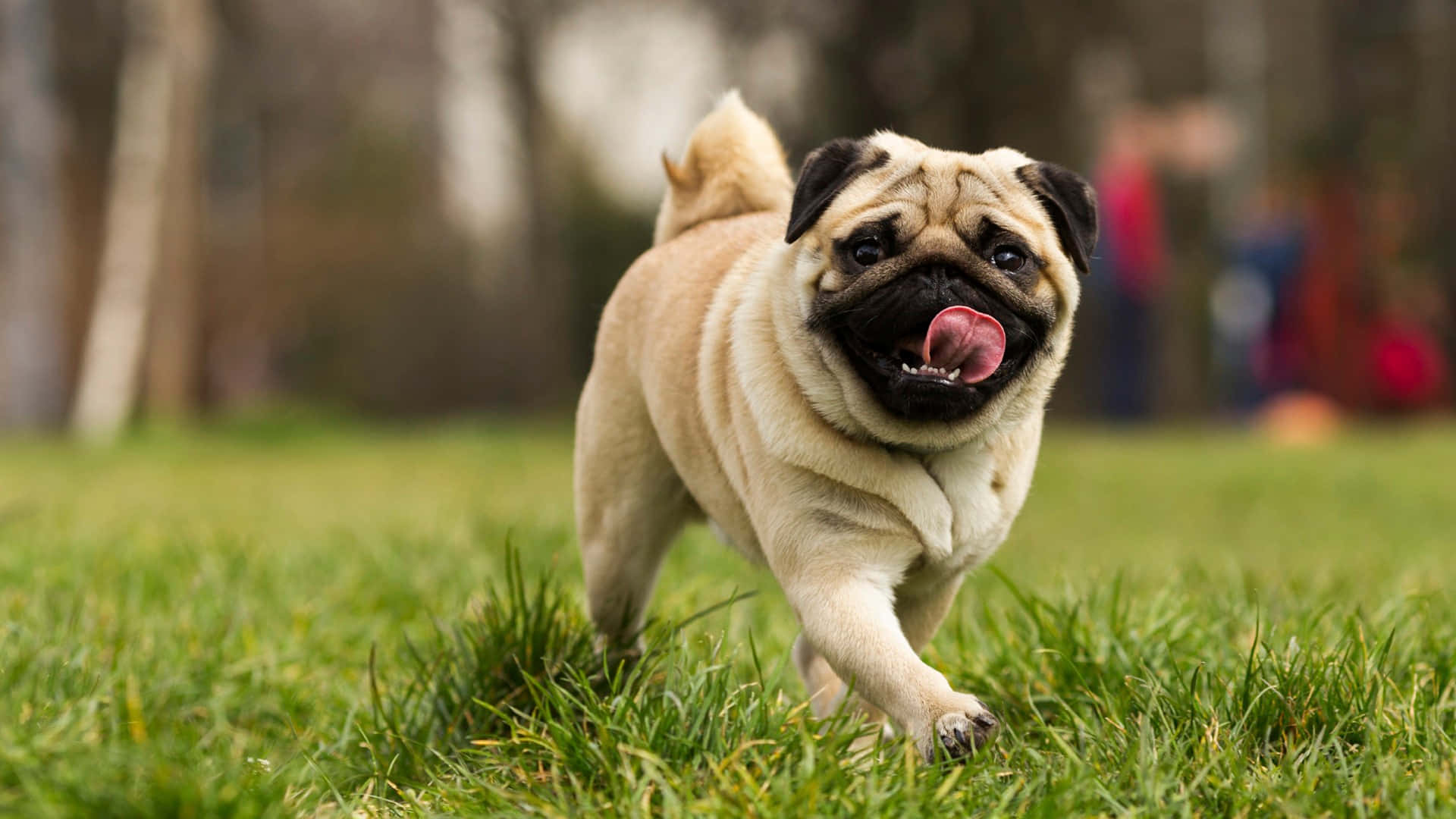 fawn pug, vibrant green grass, tongue out, Full HD Desktop Wallpaper