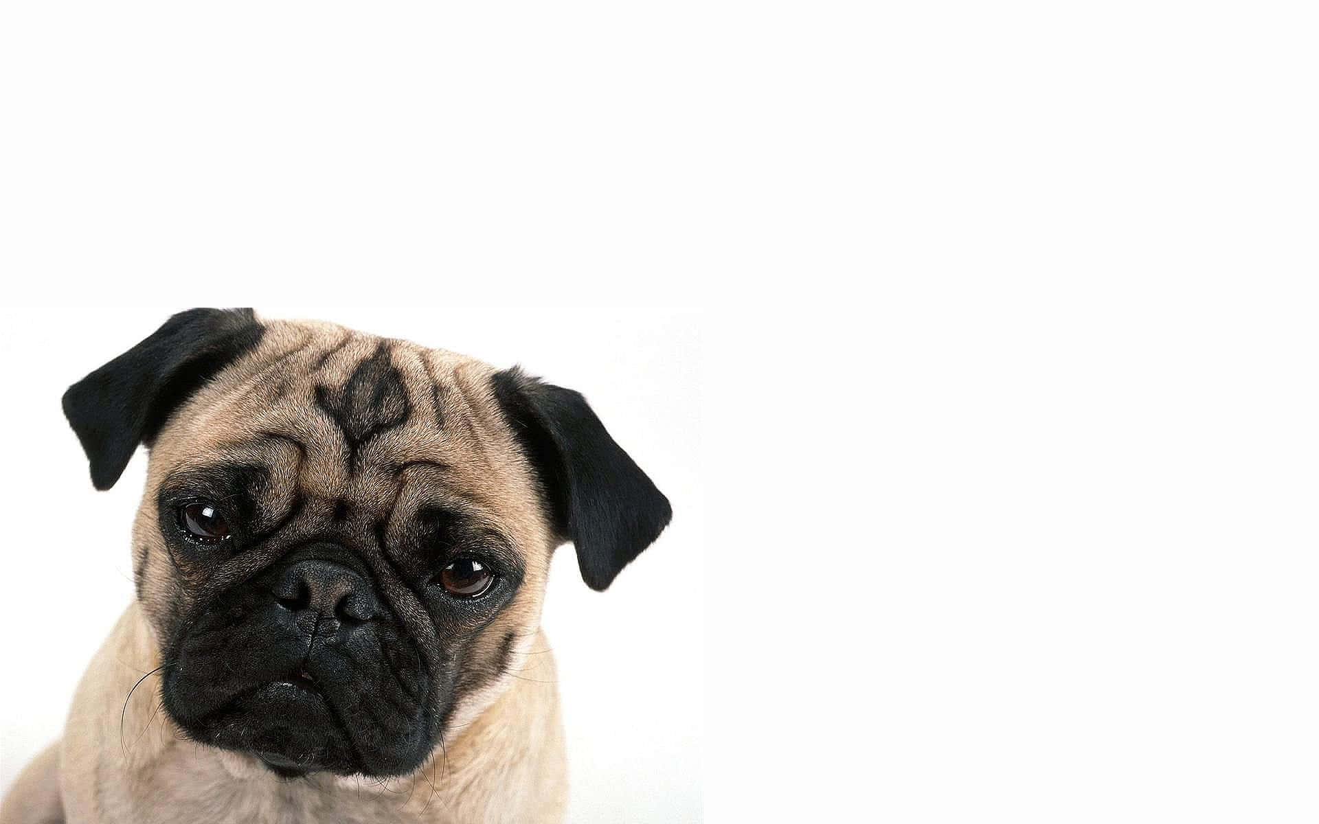 brown pug, fawn pug, wrinkled face, Full HD Desktop Wallpaper