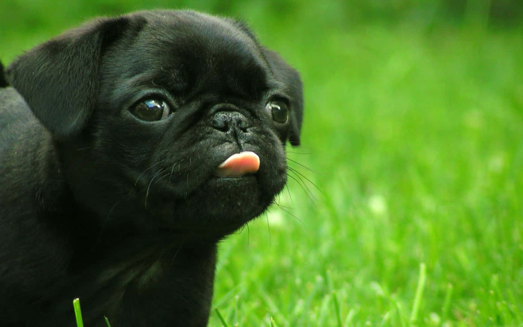 pug, black pug puppy, big eyes, HD Desktop Wallpaper
